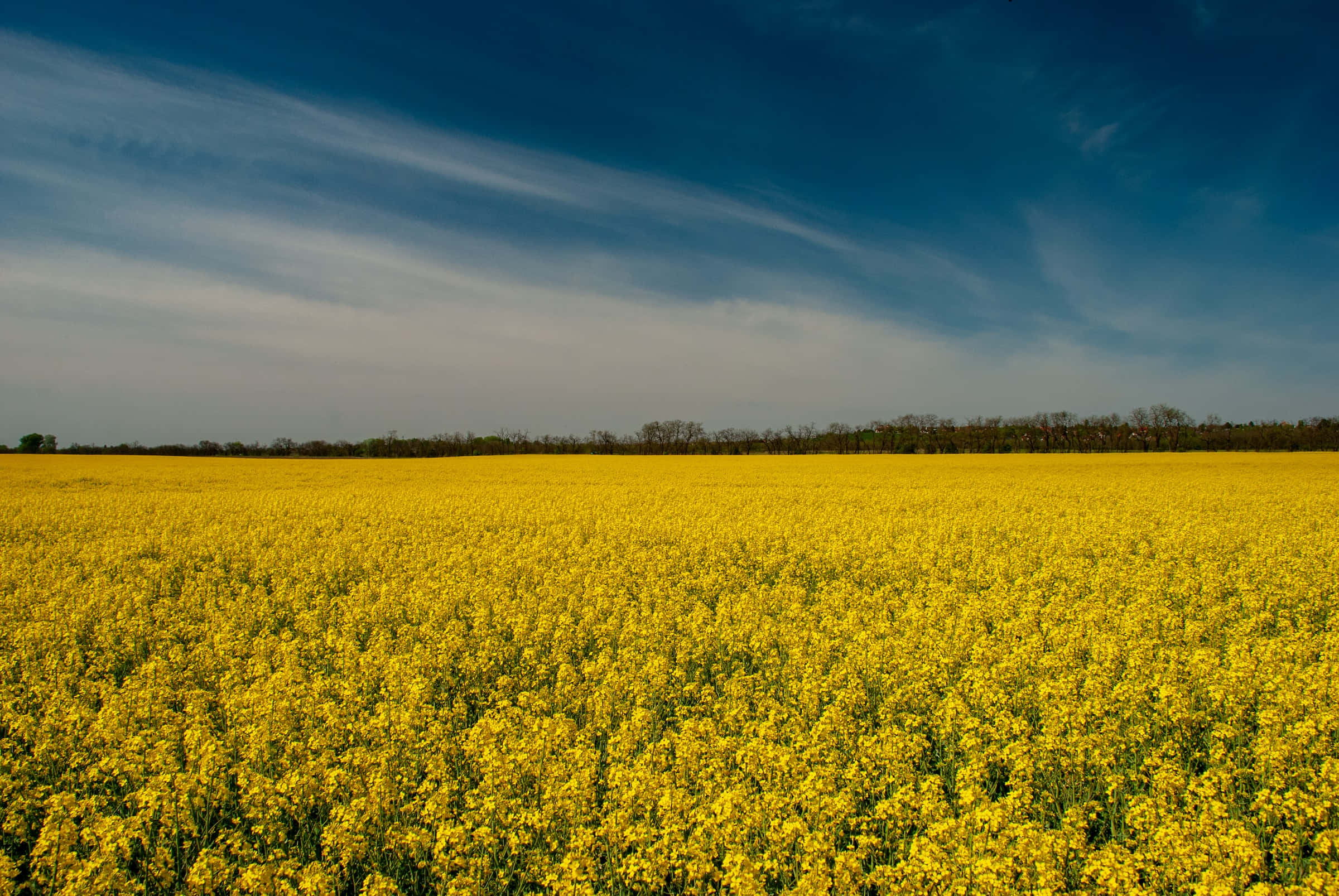 Spring Fields, golden rapeseed field, deep blue sky, Full HD Desktop Wallpaper