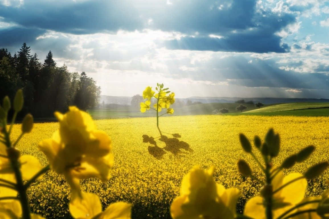 Spring Fields, yellow flower, golden field, SD Desktop Wallpaper
