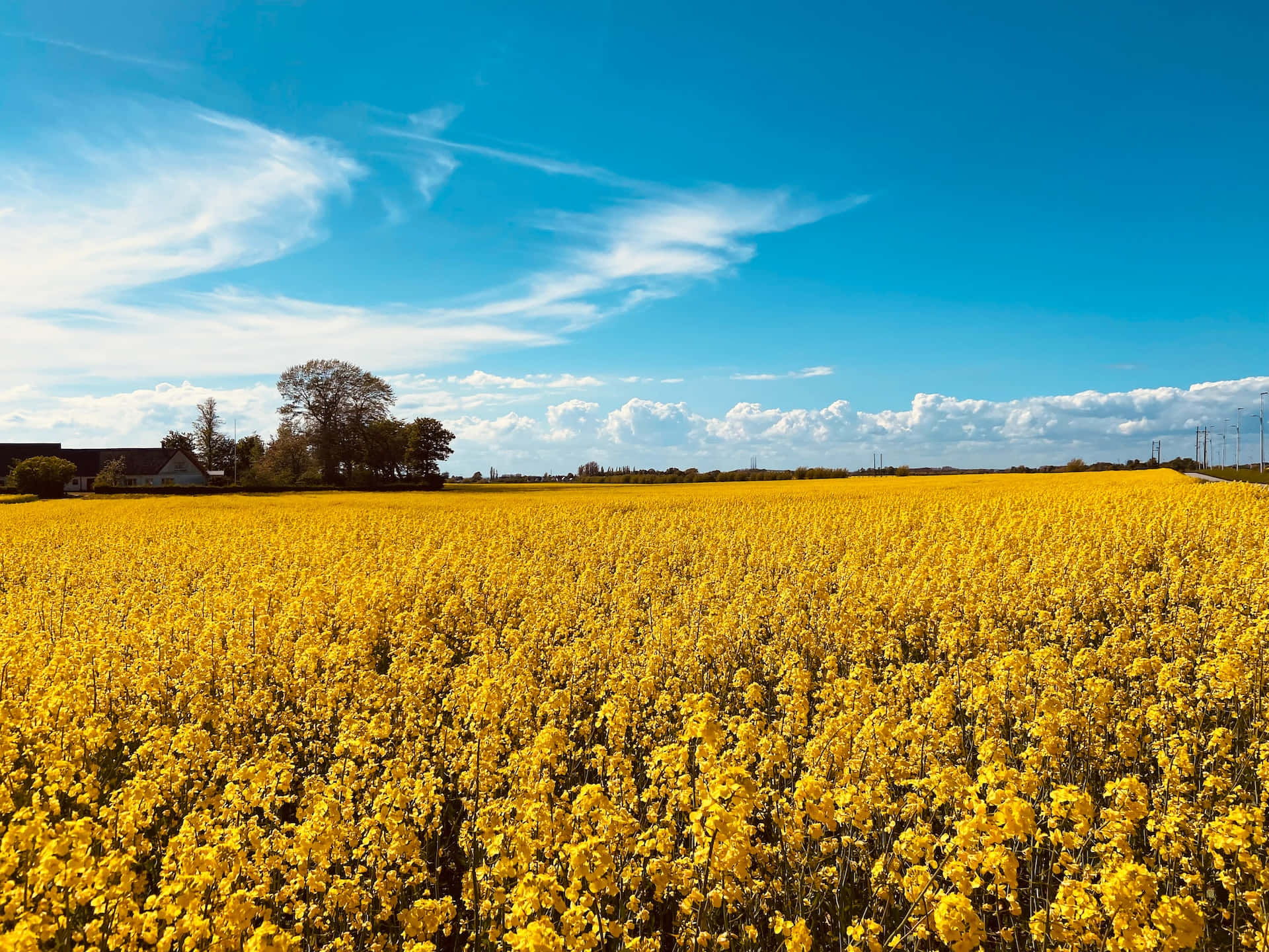 Spring Fields, golden rapeseed field, bright blue sky, Full HD Desktop Wallpaper