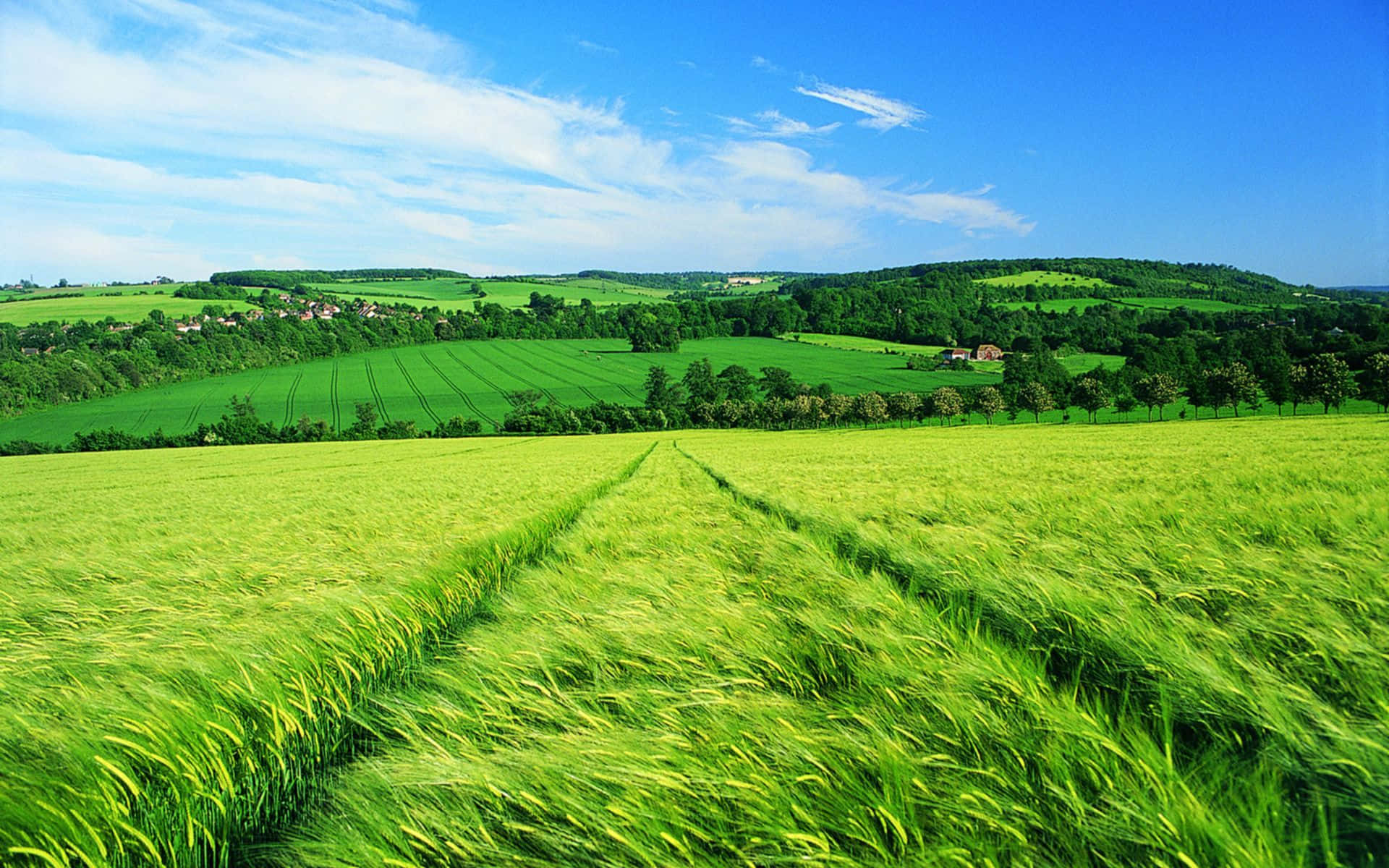 Spring Fields, wheat fields, rolling hills, Full HD Desktop Wallpaper