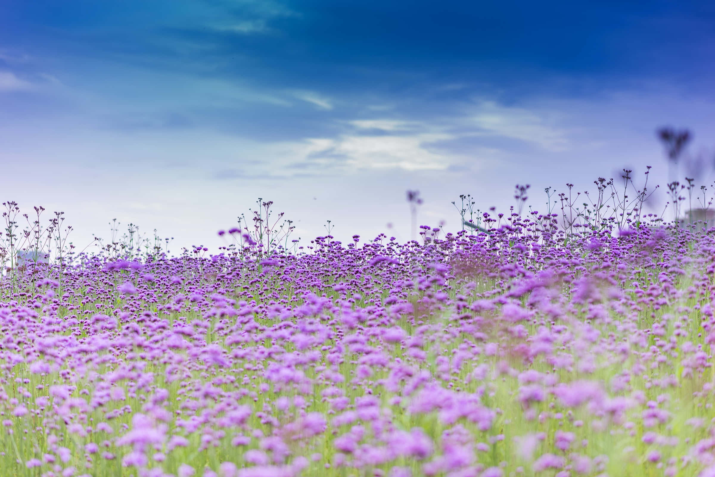 Spring Fields, purple flowers, sunset, Full HD Desktop Wallpaper