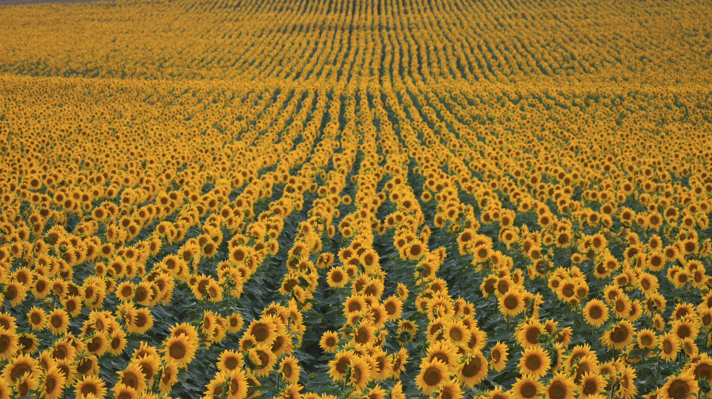 Spring Fields, golden sunflower field, bright daylight, Full HD Desktop Wallpaper