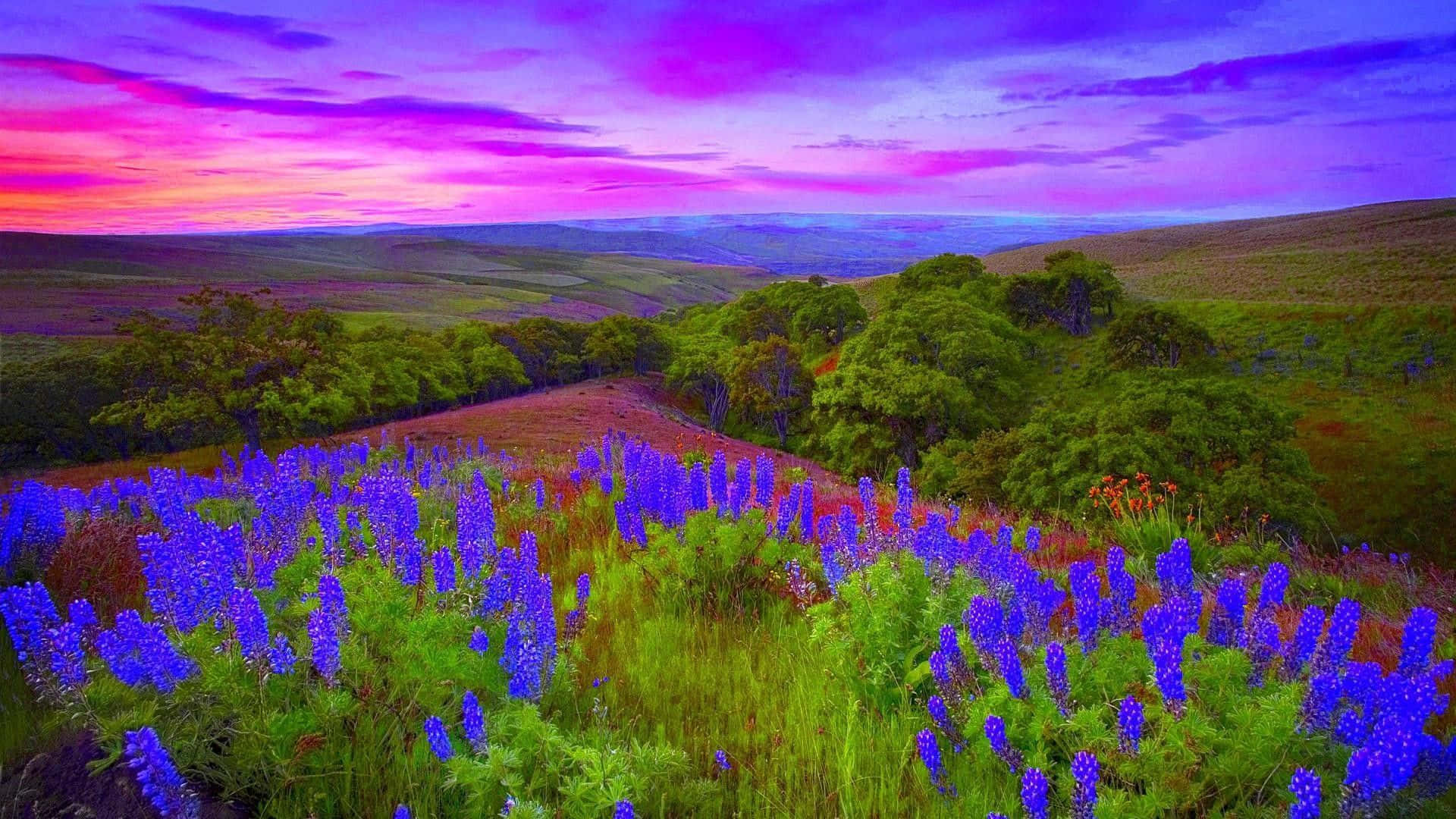Spring Fields, vibrant purple lupine flowers, rolling green hill, Full HD Desktop Wallpaper