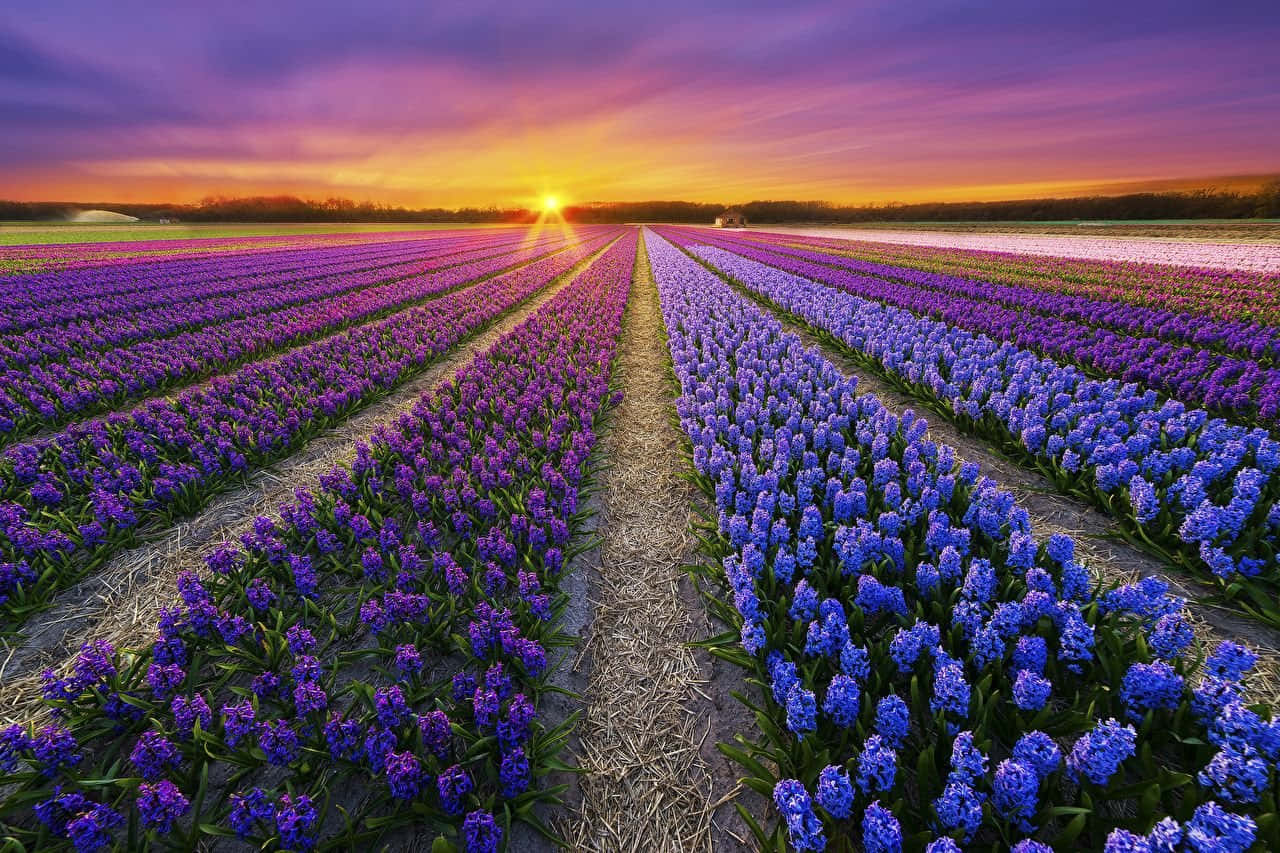 Spring Fields, purple hyacinths, blue hyacinths, HD Desktop Wallpaper
