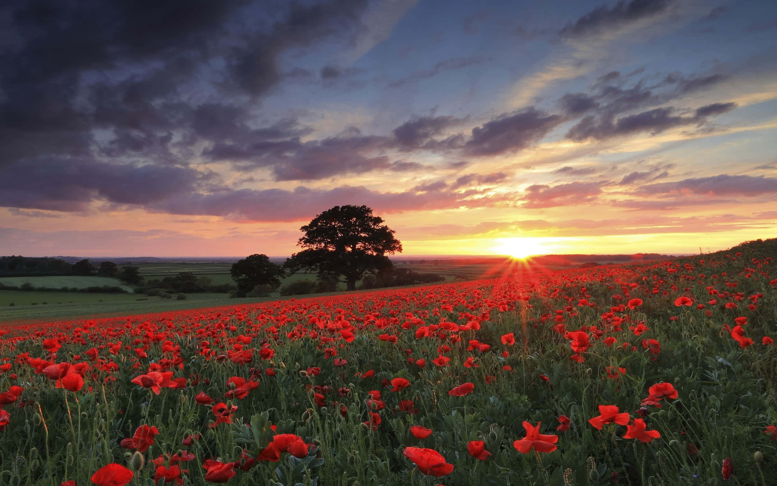 Spring Fields, red poppies, sunset, Full HD Desktop Wallpaper