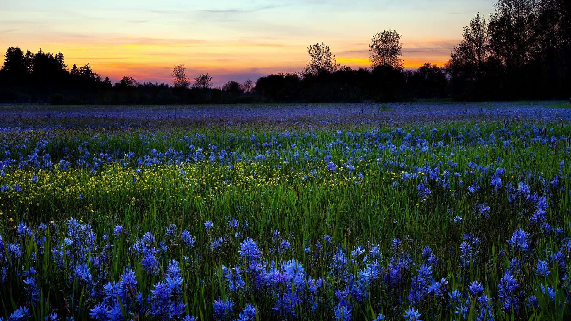 Spring Fields, blue wildflowers, soft sunset sky, Full HD Desktop Wallpaper