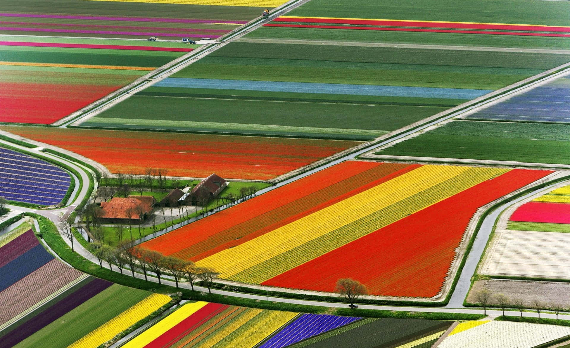 Spring Fields, tulip fields, vivid red yellow blue and green hues, Full HD Desktop Wallpaper