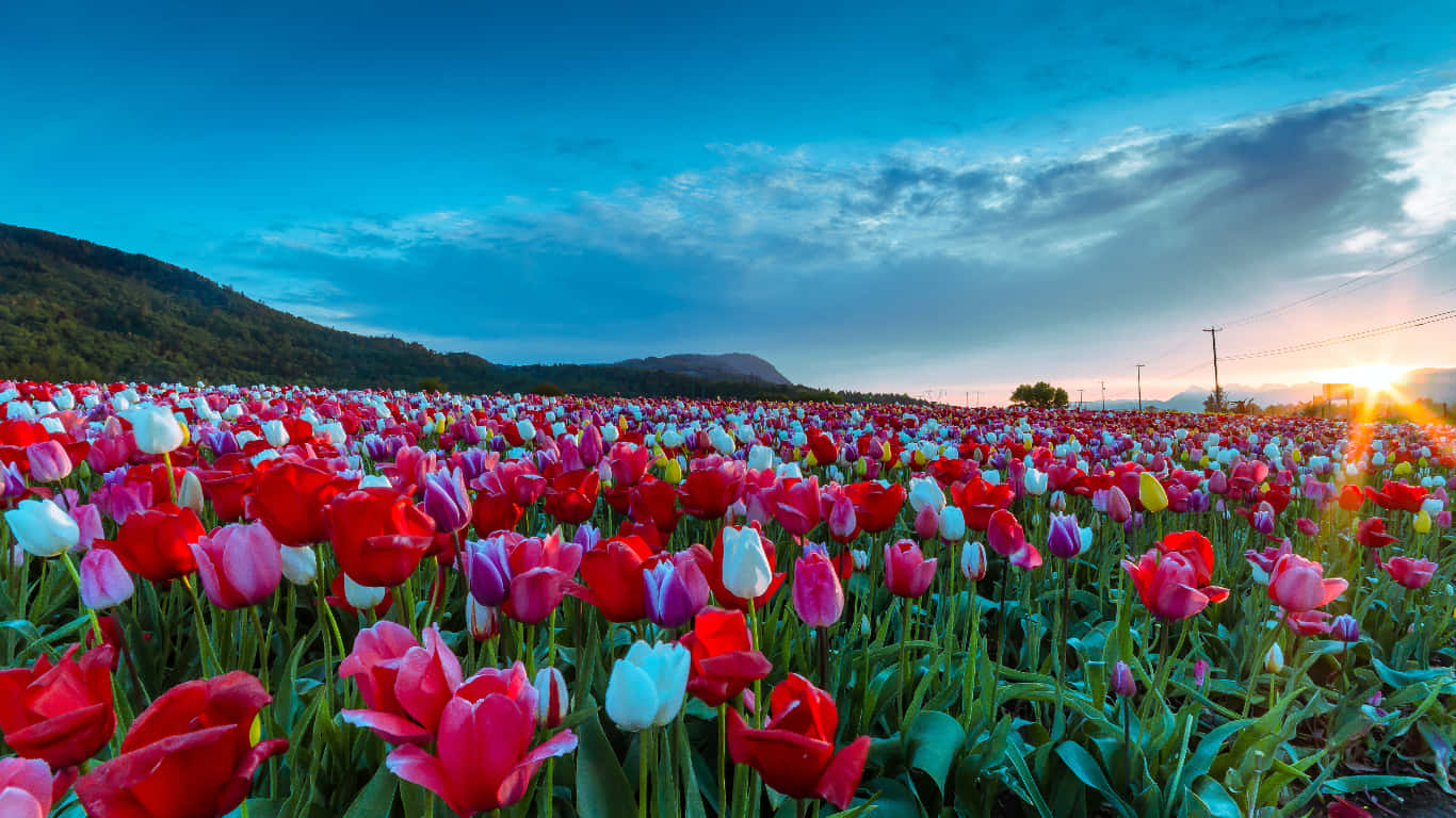 Spring Fields, red pink and white tulips, twilight sky, HD Desktop Wallpaper