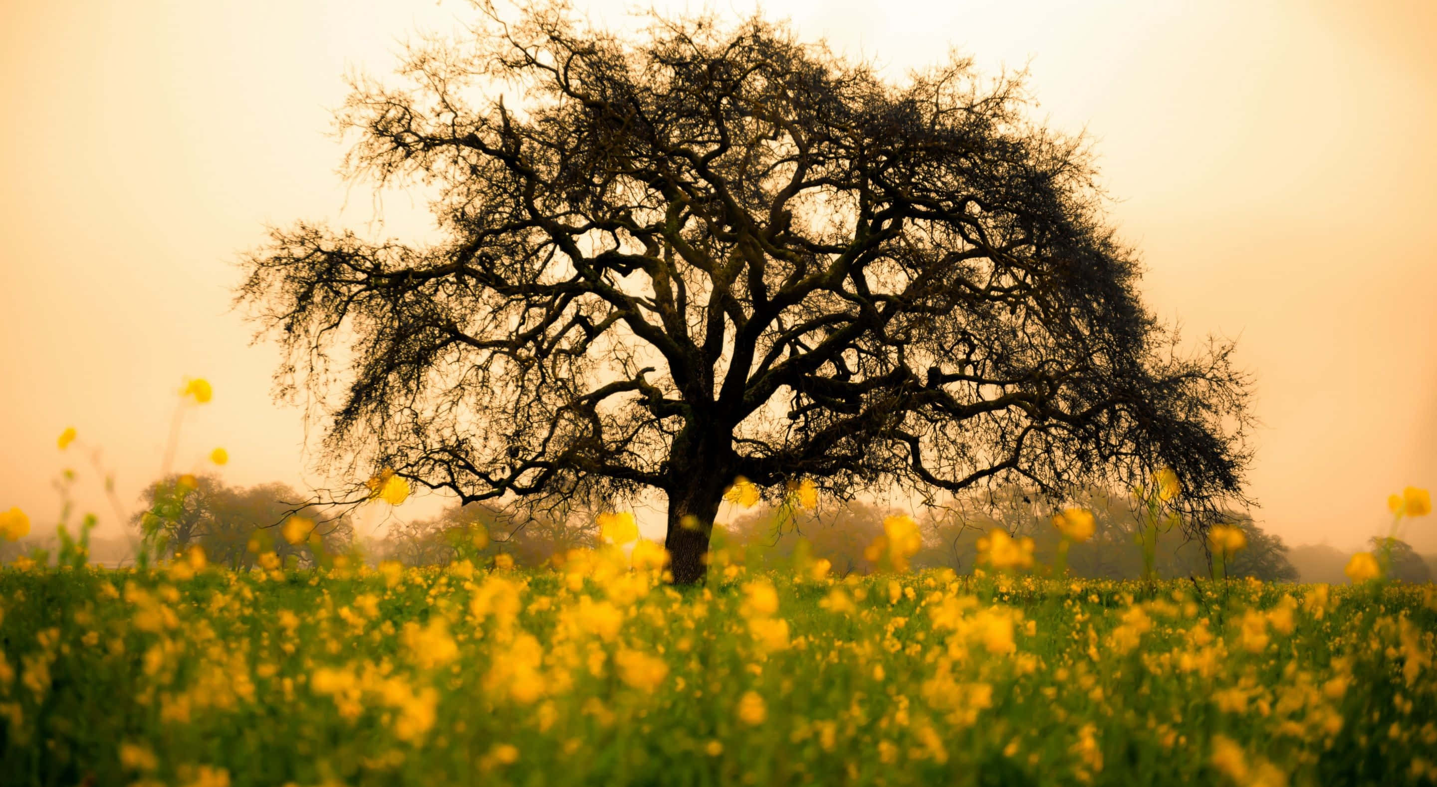 Spring Fields, golden sky, vibrant yellow flowers, 2K Desktop Wallpaper