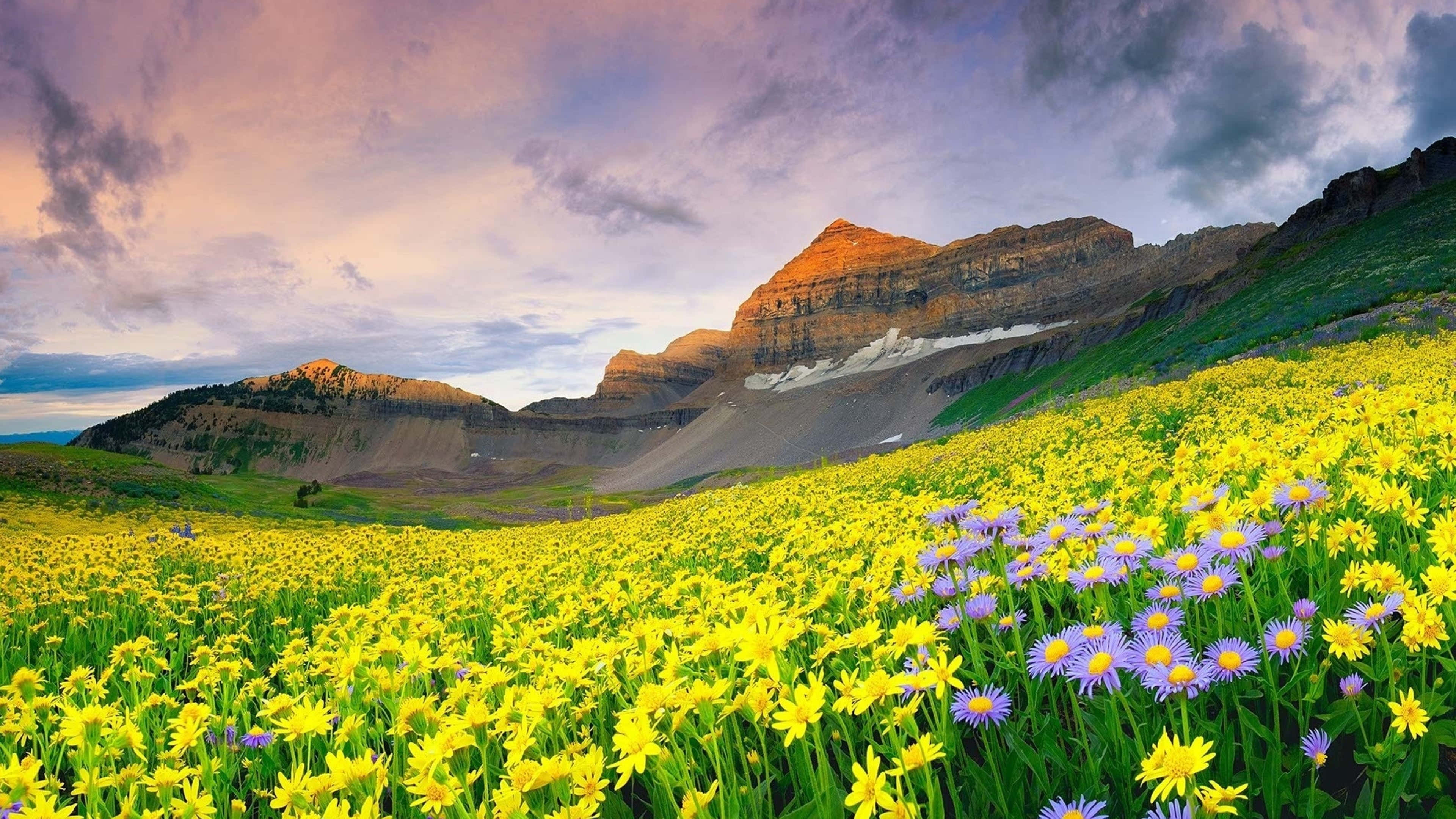 Spring Fields, yellow and purple wildflowers, sunset, 4K Desktop Wallpaper