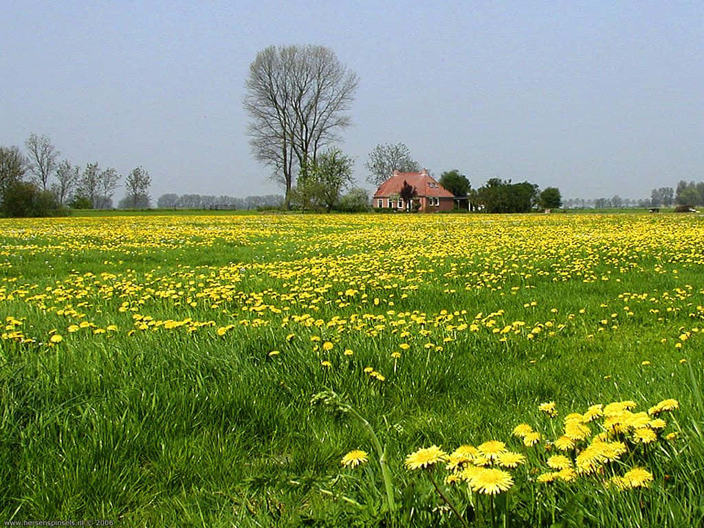 Spring Fields, yellow dandelions, red-roofed farmhouse, SD Desktop Wallpaper