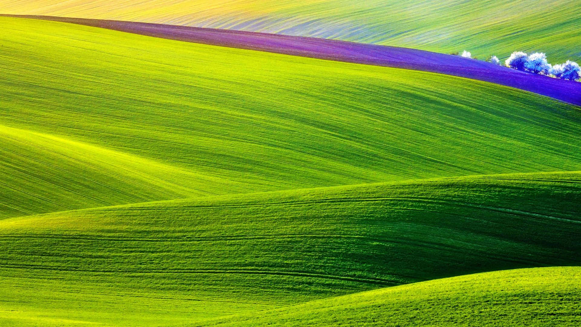 Spring Fields, emerald green, purple fields, Full HD Desktop Wallpaper