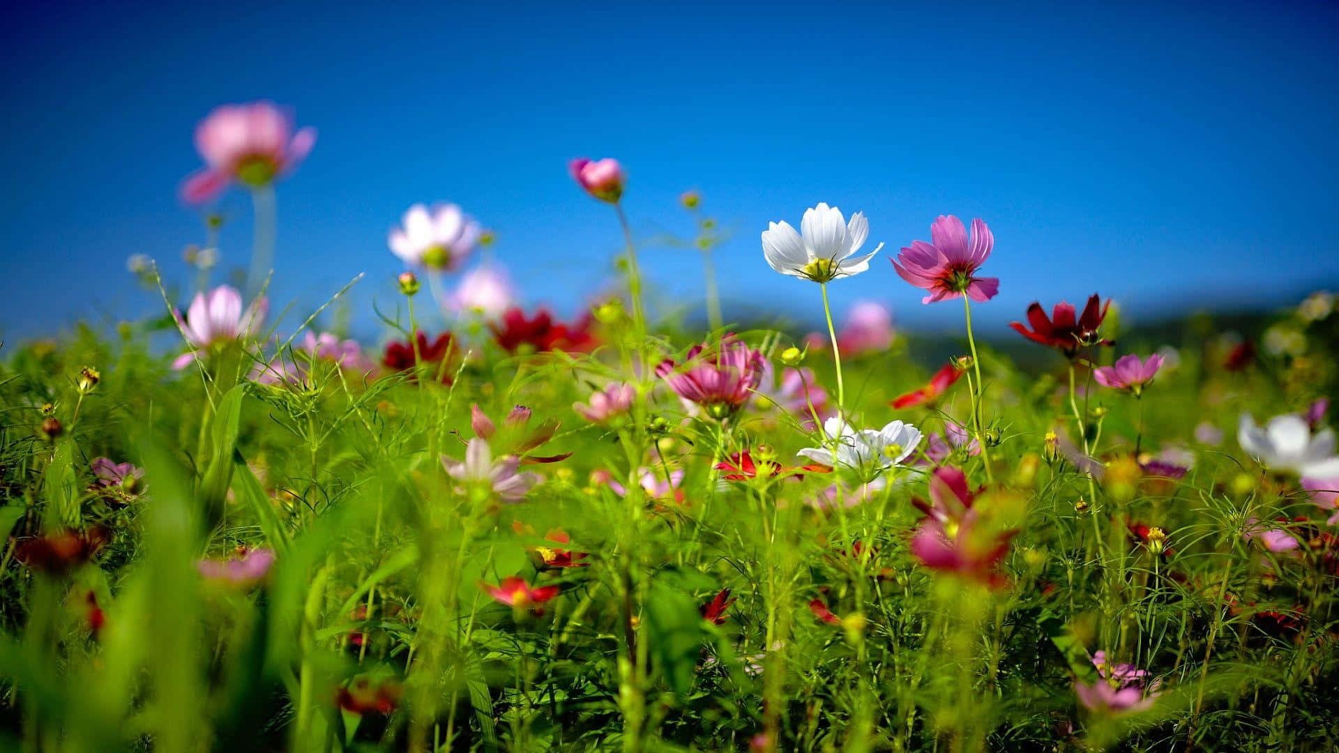 Spring Fields, cosmos flowers, lush green field, Full HD Desktop Wallpaper