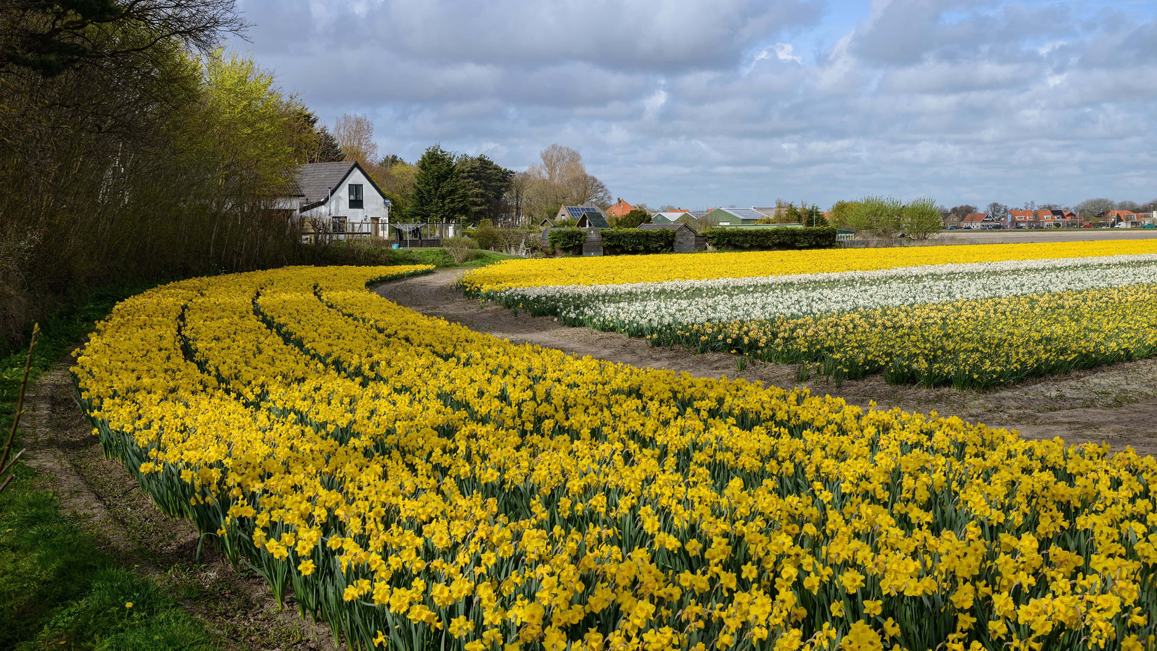 Spring Fields, vibrant yellow daffodils, farmhouse, 4K Desktop Wallpaper