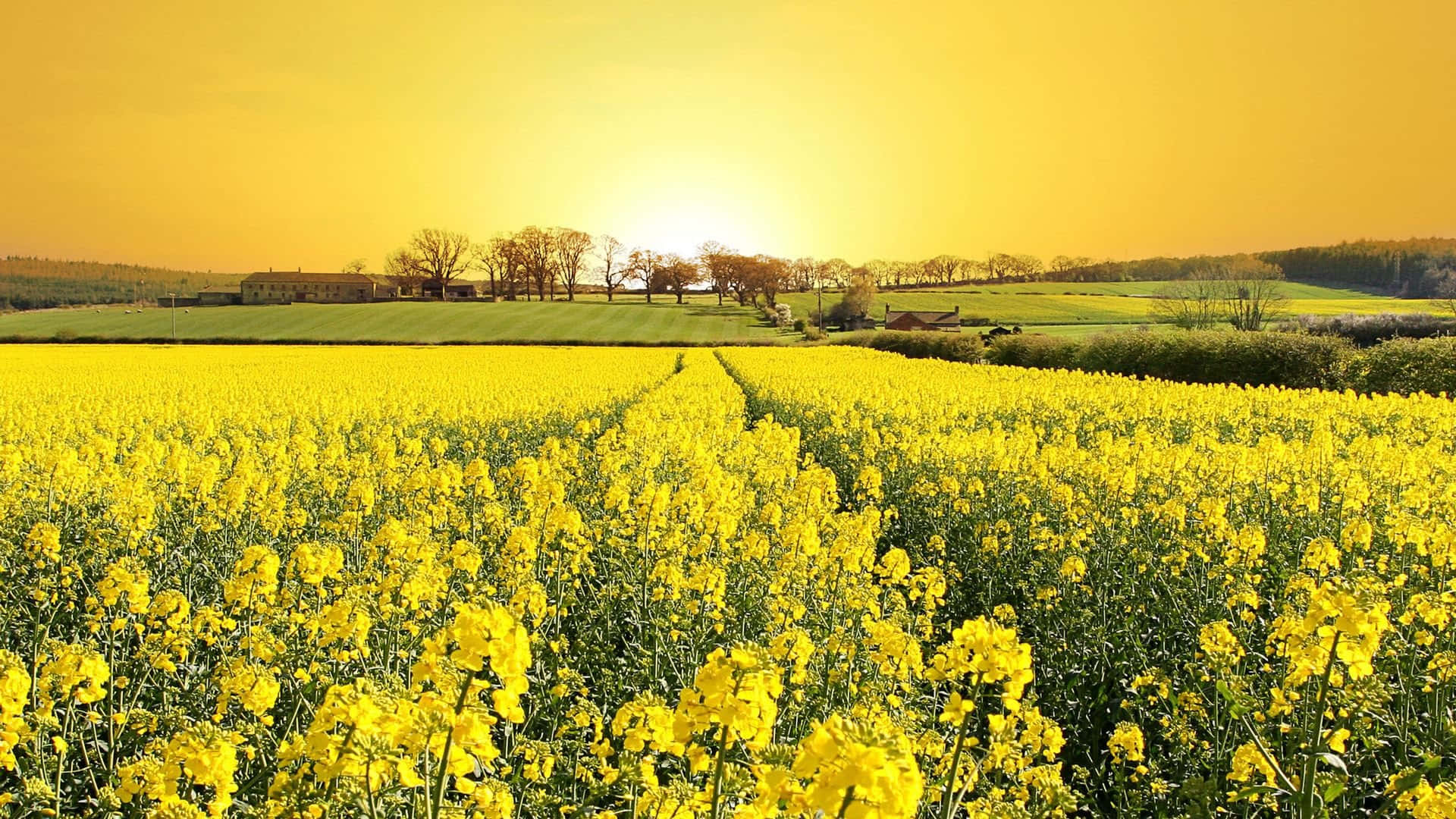 Spring Fields, golden rapeseed field, warm sunset, Full HD Desktop Wallpaper