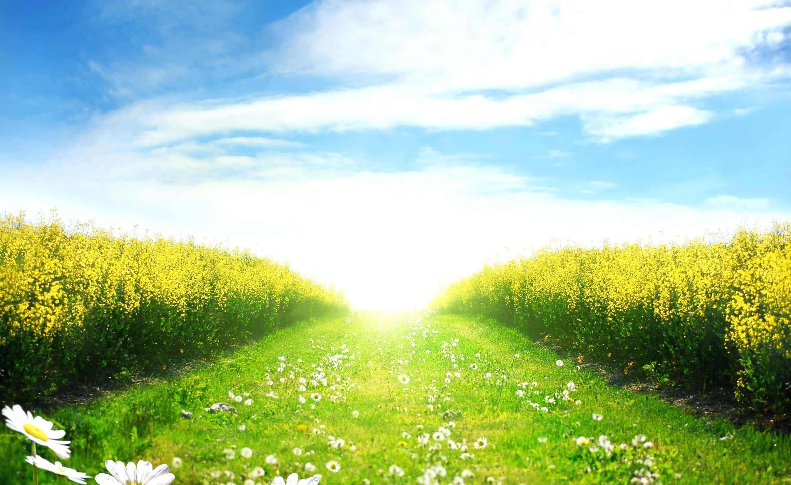 Spring Fields, yellow canola fields, bright blue sky, 2K Desktop Wallpaper