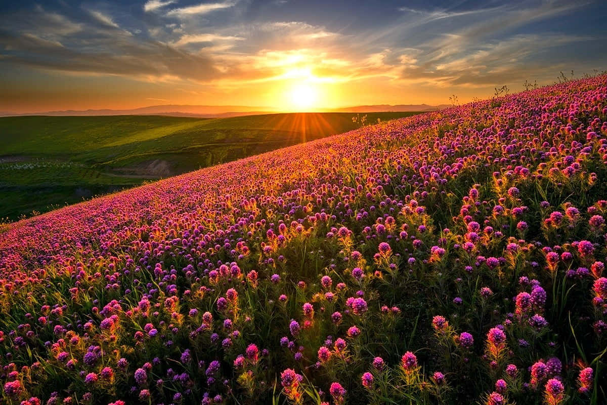Spring Fields, Sunset, golden light, SD Desktop Wallpaper