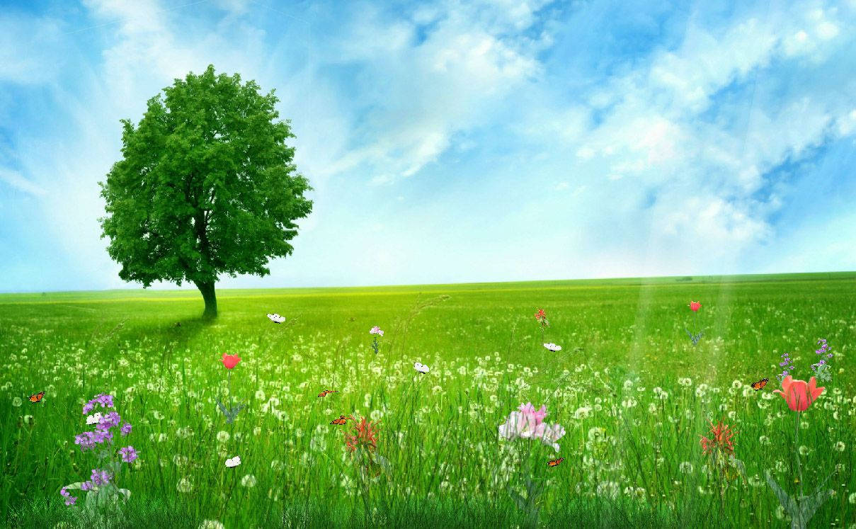Spring Fields, green tree, vibrant meadow, SD Desktop Wallpaper
