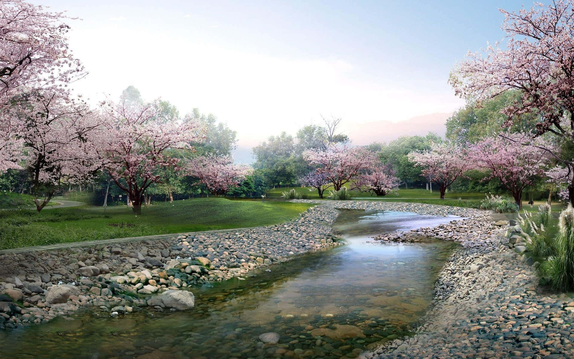Springtime Cherry Blossoms River Park, pink cherry trees, serene stream, Full HD Desktop Wallpaper