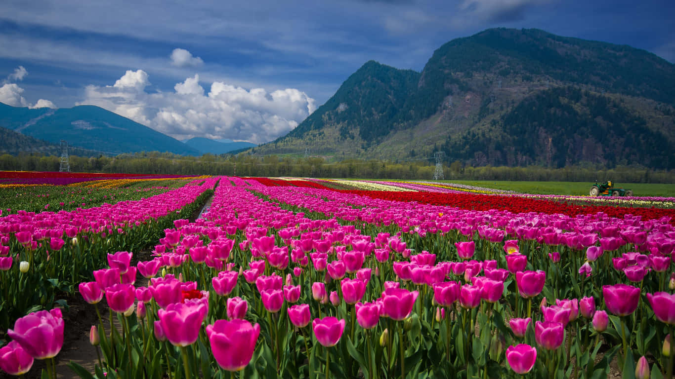 Spring Fields, pink tulips, red tulips, HD Desktop Wallpaper