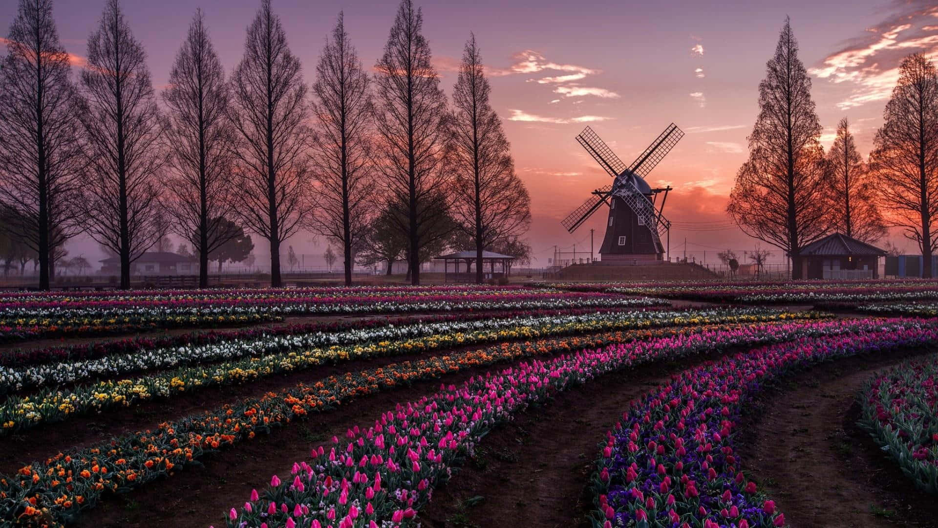Spring Fields, tulips, sunset, Full HD Desktop Wallpaper