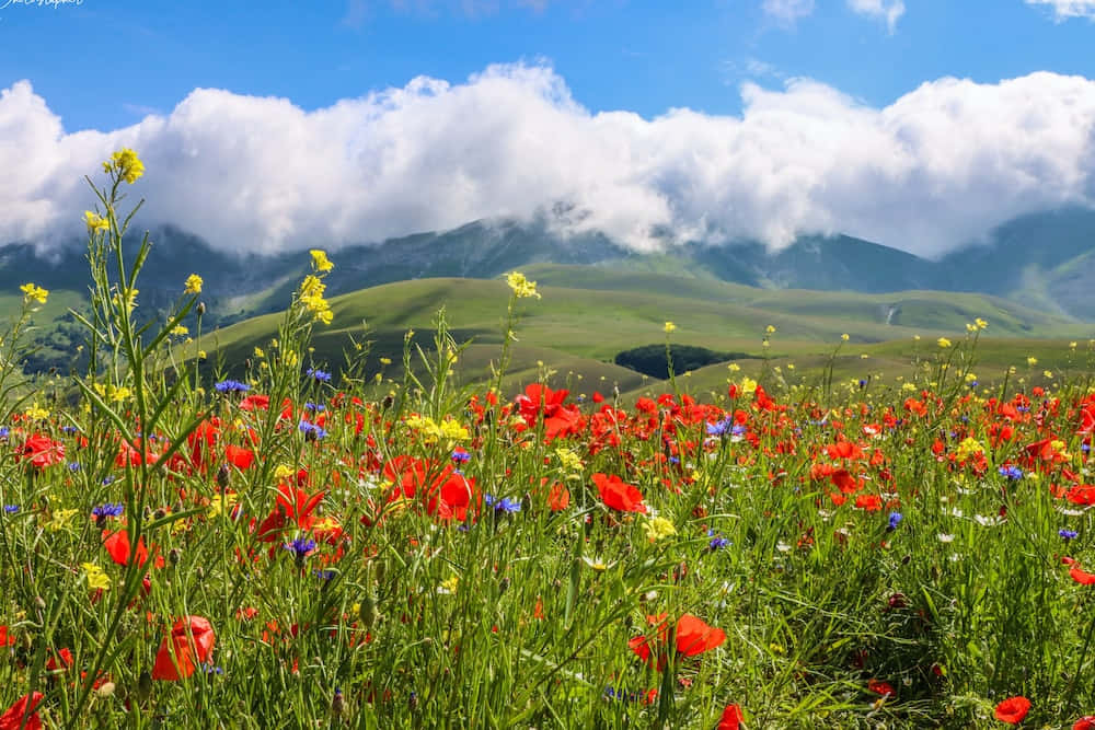 Spring Meadow, red poppies, yellow wildflowers, SD Desktop Wallpaper