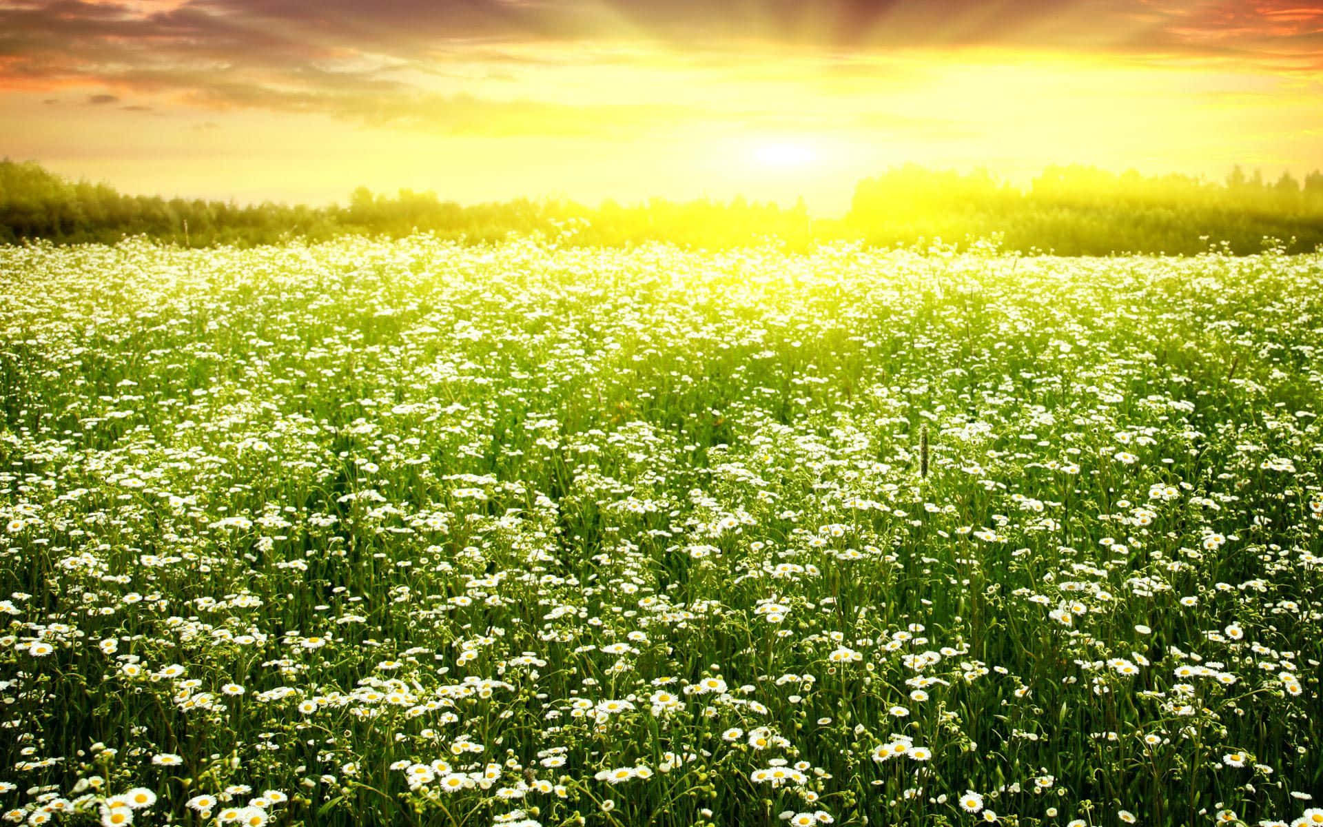 Spring Fields, sunset, white daisies, Full HD Desktop Wallpaper