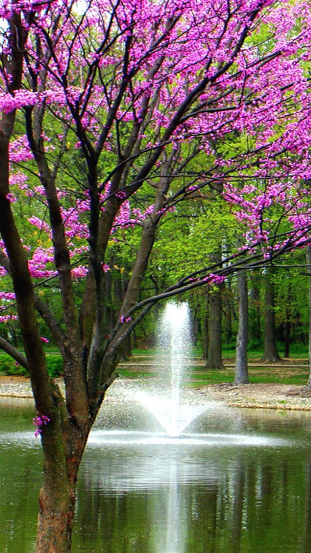 Spring Scenery, pink flowering tree, tranquil pond, Full HD Phone Wallpaper