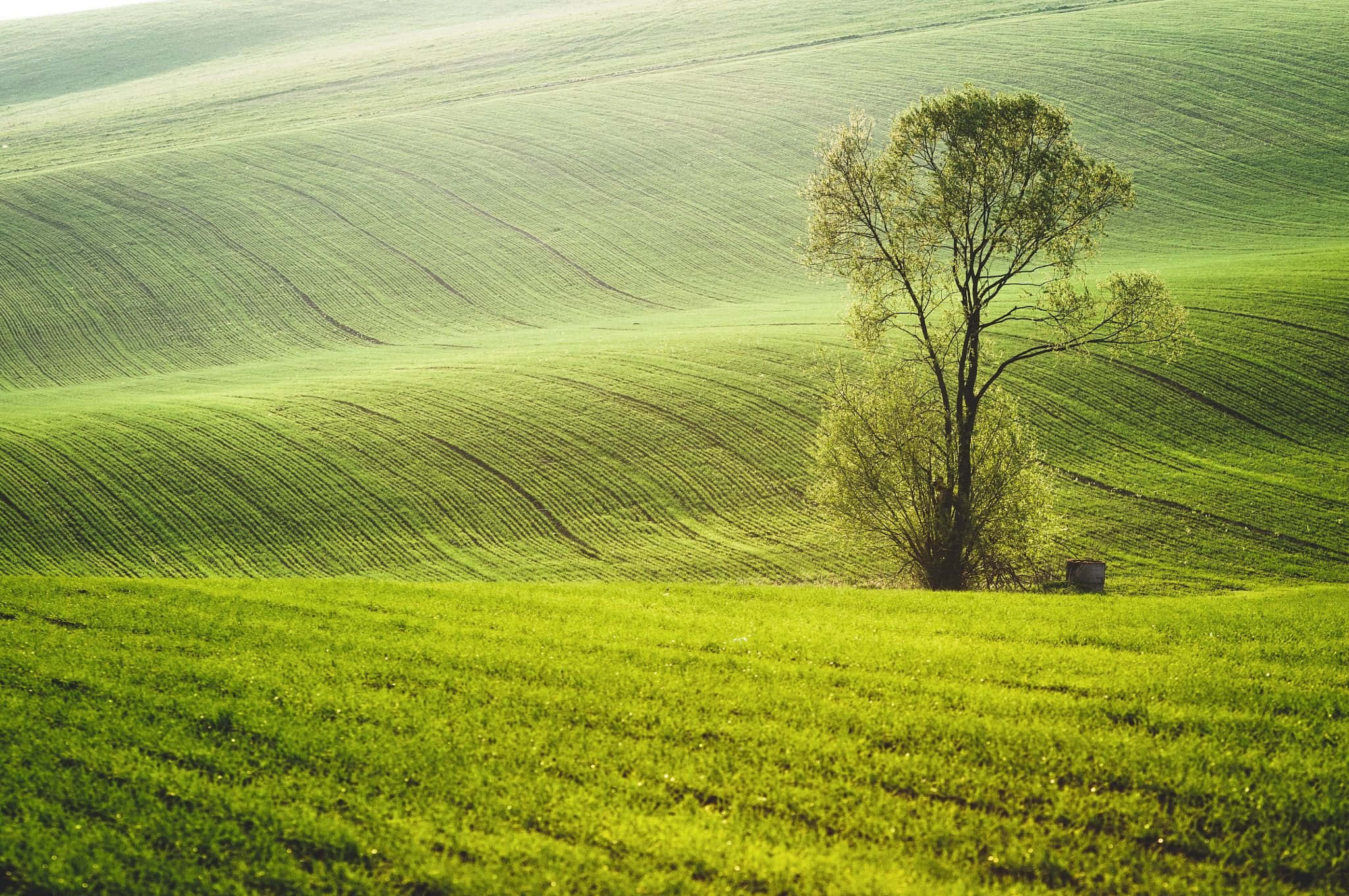 Spring Fields, vibrant green rolling farmland, lone tree, Full HD Desktop Wallpaper