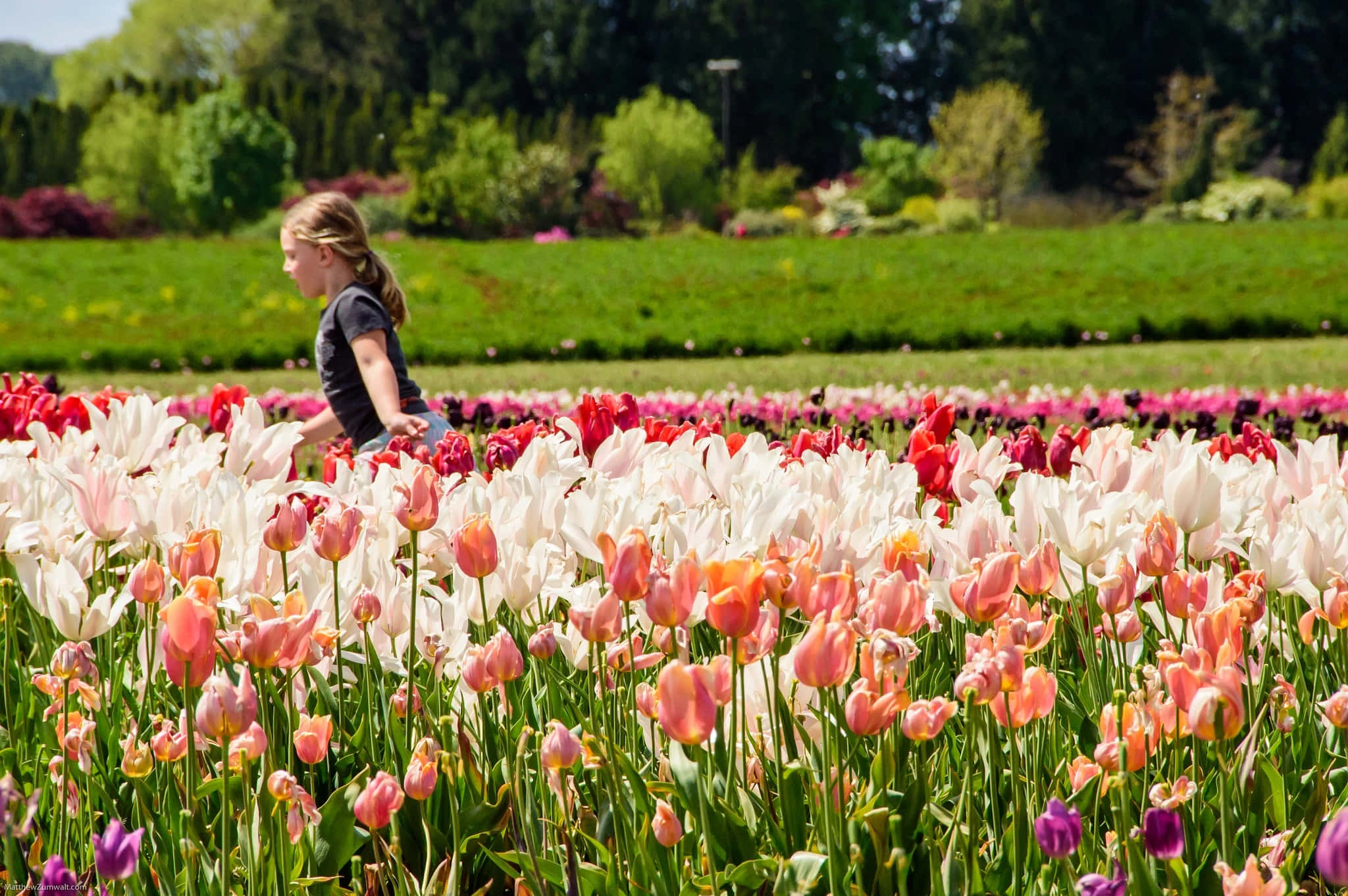 Spring Fields, pink tulips, white tulips, Full HD Desktop Wallpaper