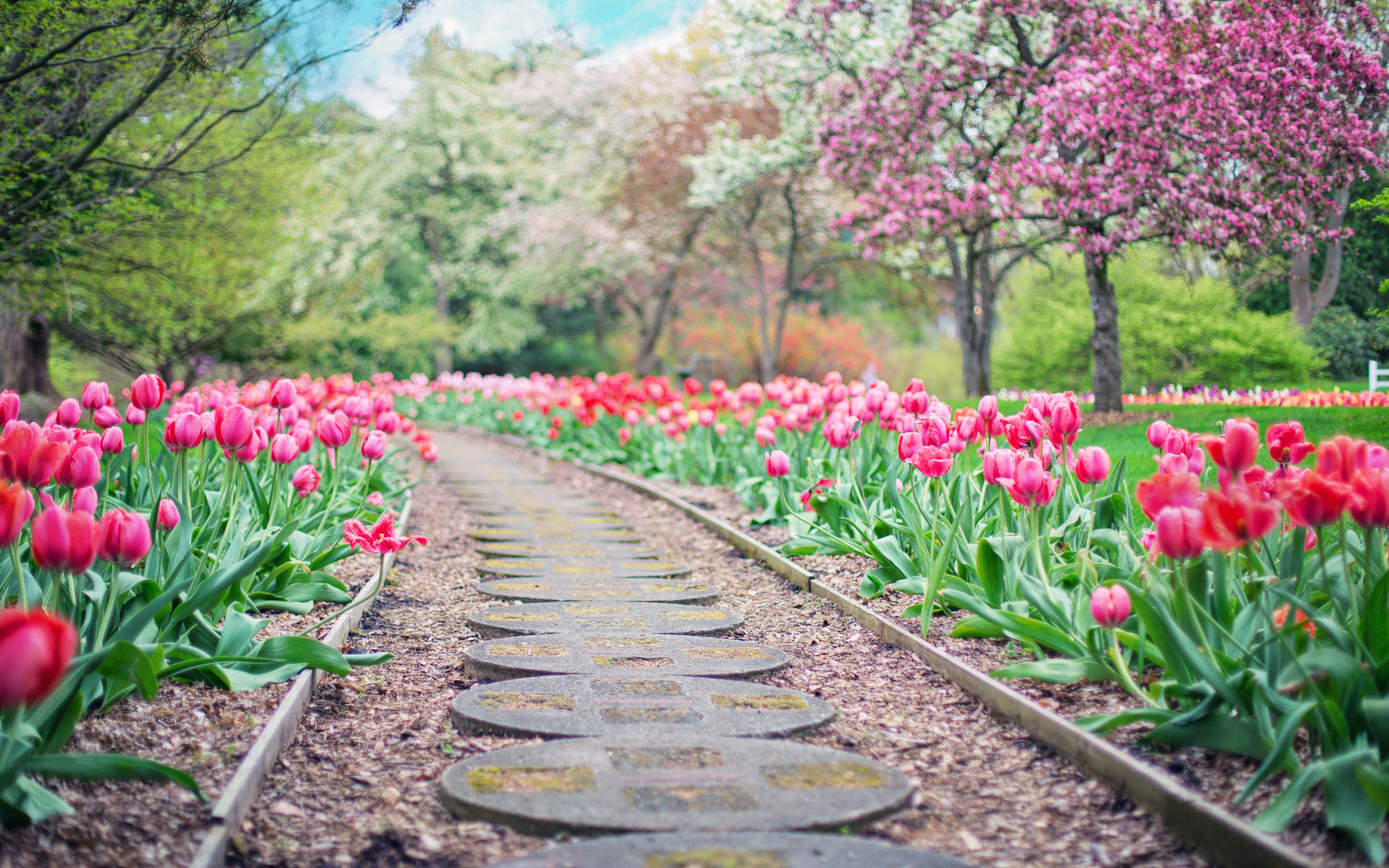 Spring Fields, pink tulips, blooming cherry trees, 4K Desktop Wallpaper