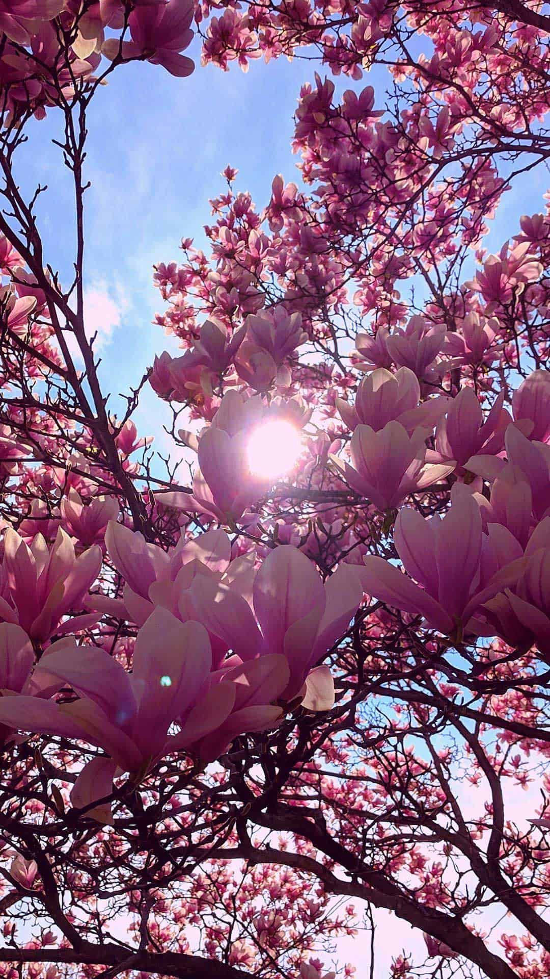 magnolia blossoms, spring, pink, Full HD Phone Wallpaper