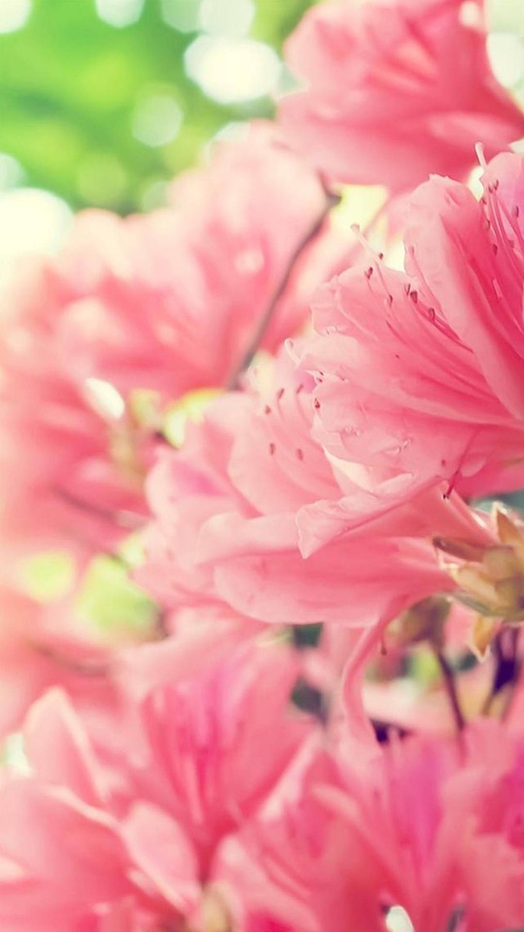 Pink Spring Flower iPhone, soft pink azalea blossoms, dreamy green and white bokeh background, Full HD Phone Wallpaper