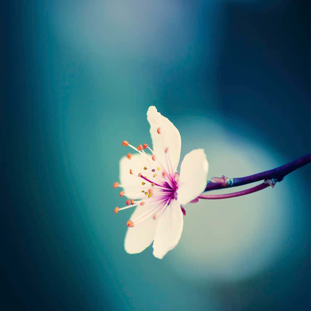 Spring Flower iPad, white cherry blossom, pink center, SD Desktop Wallpaper