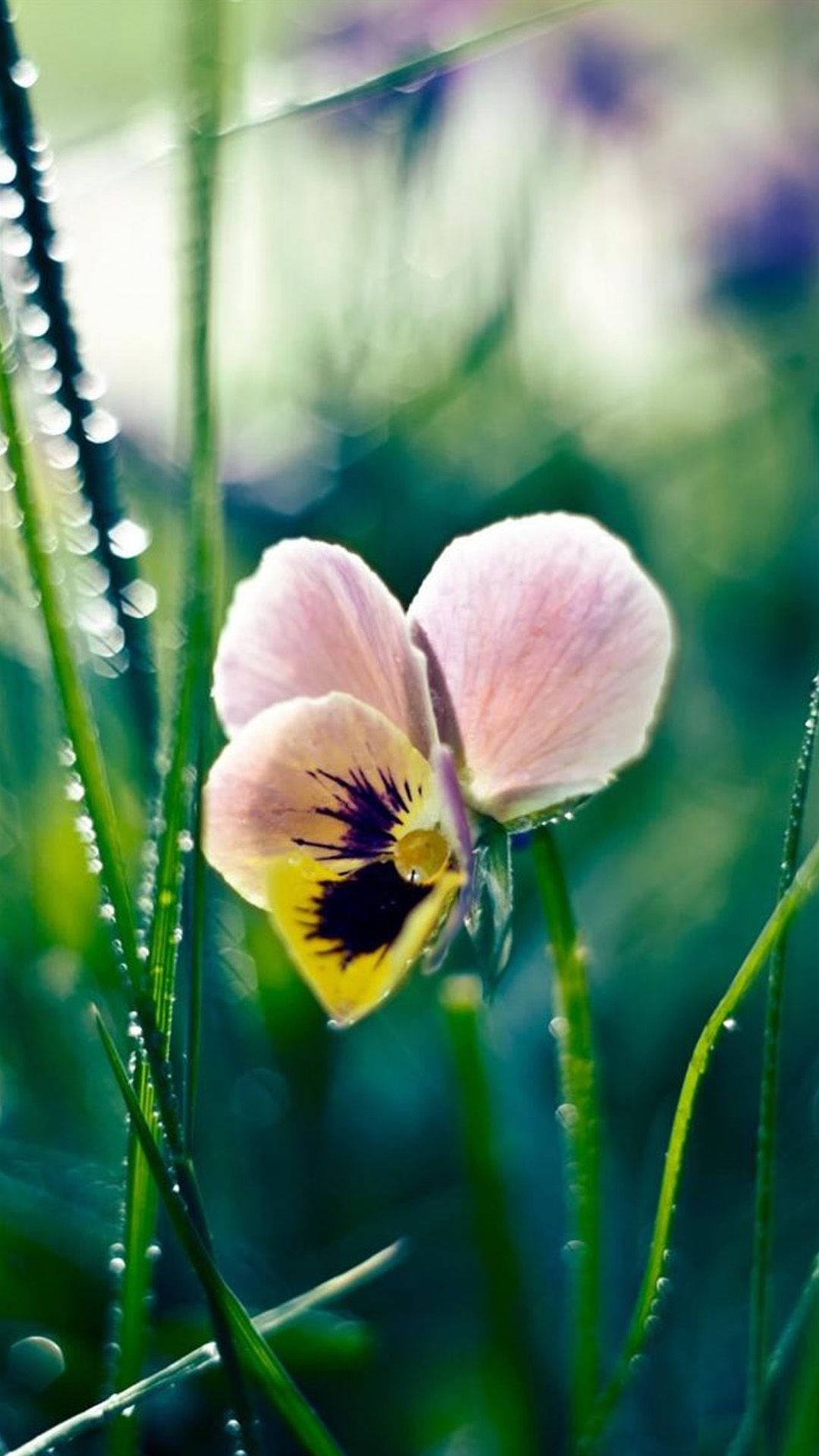 White Pansy, spring flower, pink and yellow pansy, Full HD Phone Wallpaper