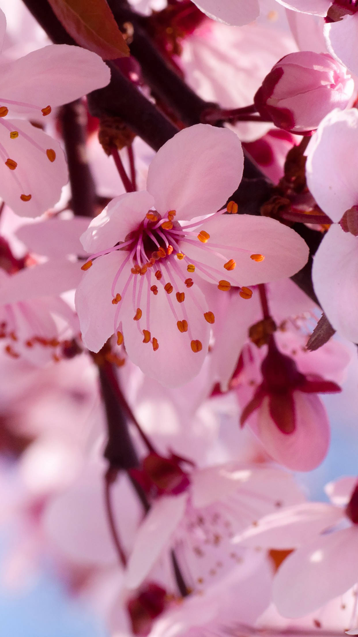 spring flower iphone, cherry blossoms, dark branches, Full HD Phone Wallpaper