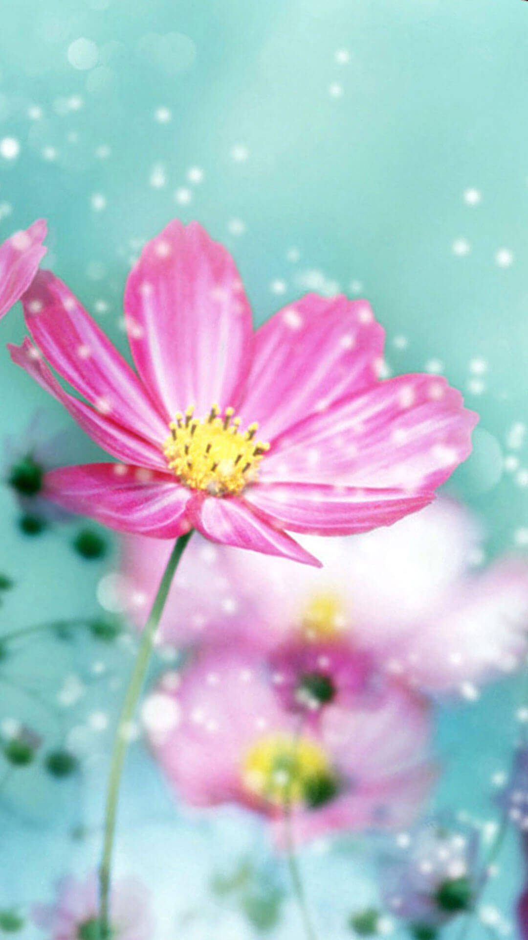 spring flower iphone, pink cosmos flower, yellow center, Full HD Phone Wallpaper