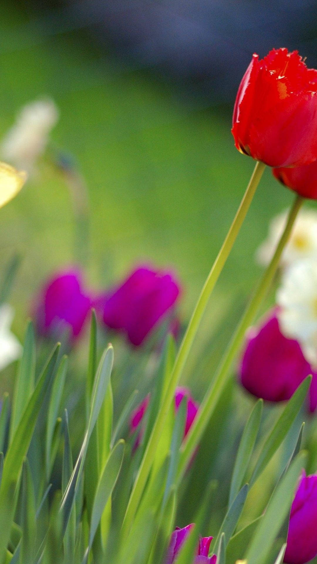 Spring Flower iPhone, tulip, vibrant red, Full HD Phone Wallpaper