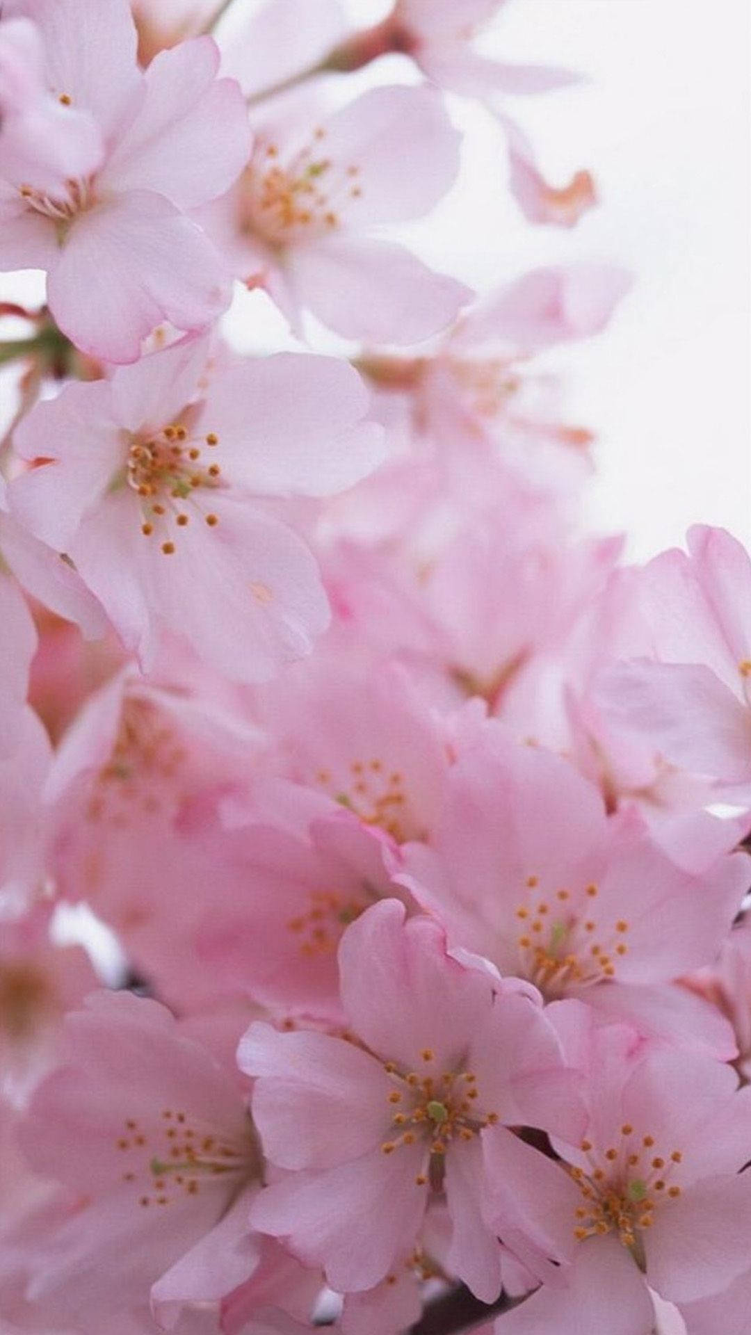 spring flower iphone, soft pink cherry blossoms, bright white background, Full HD Phone Wallpaper