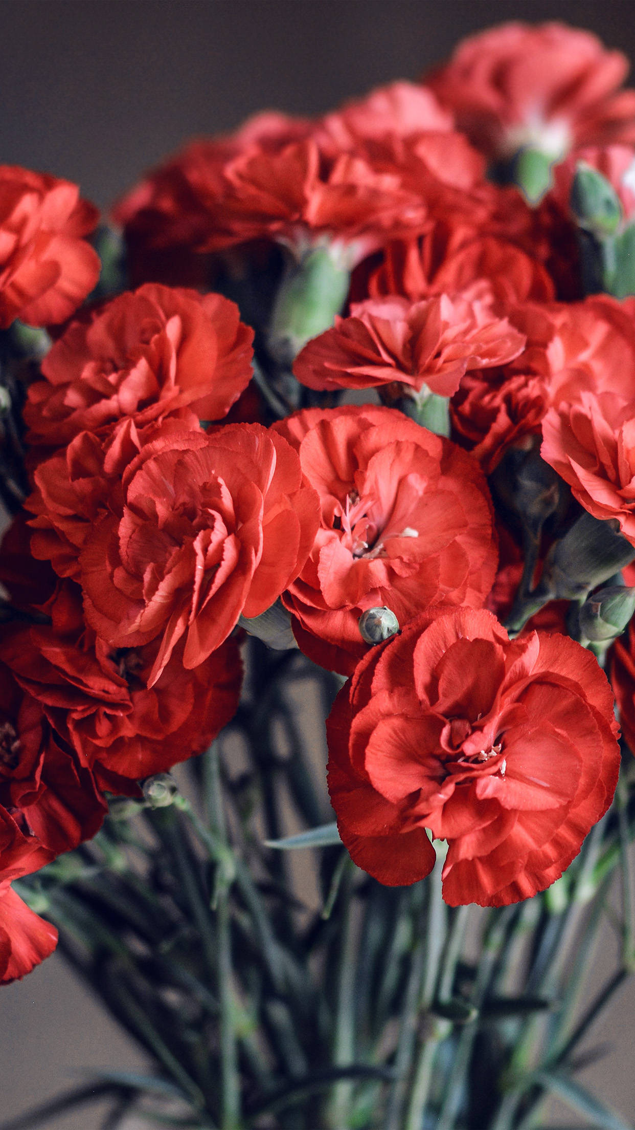 Spring Flower iPhone, red carnations, delicate layered petals, Full HD Phone Wallpaper