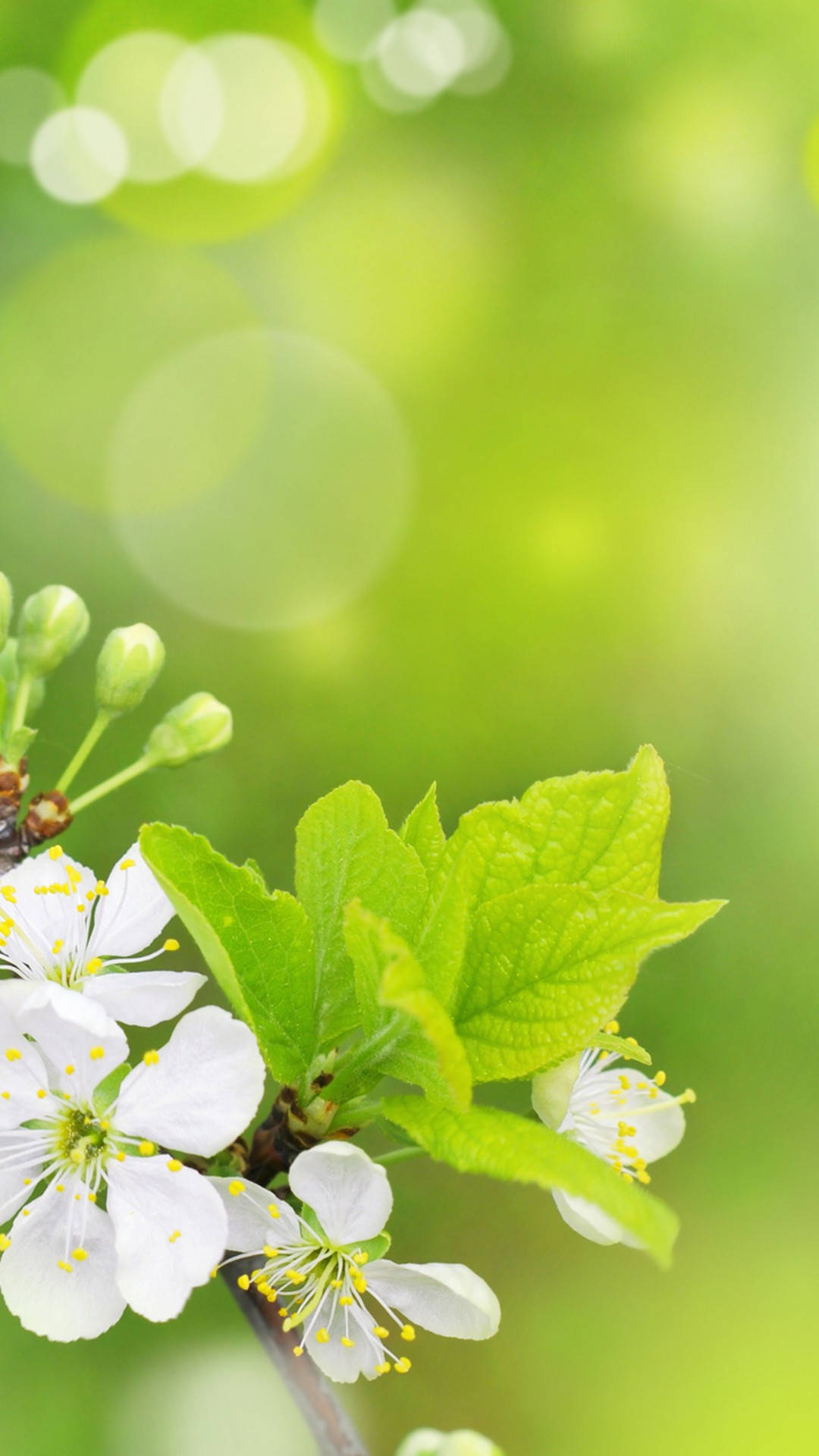 Spring Flower iPhone, green, white blossoms, Full HD Phone Wallpaper