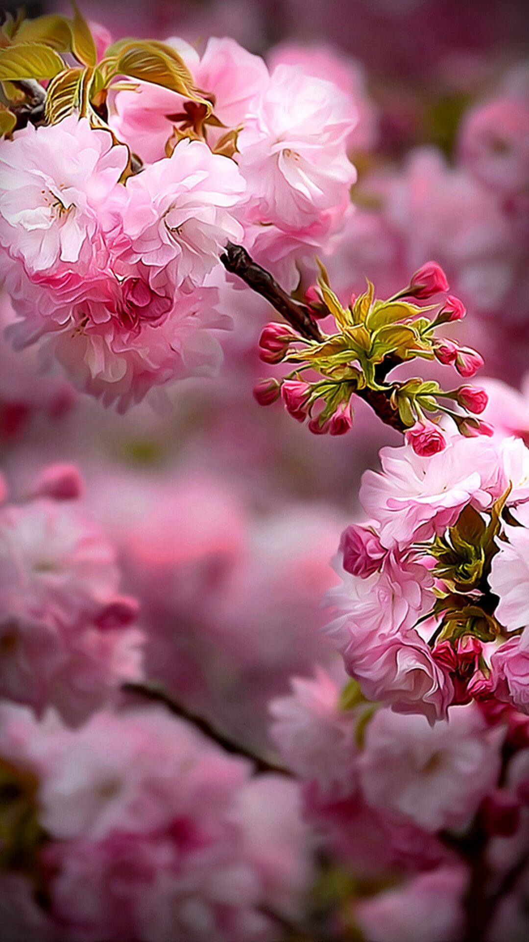 Spring Flower iPhone, cherry blossoms, soft pink, Full HD Phone Wallpaper