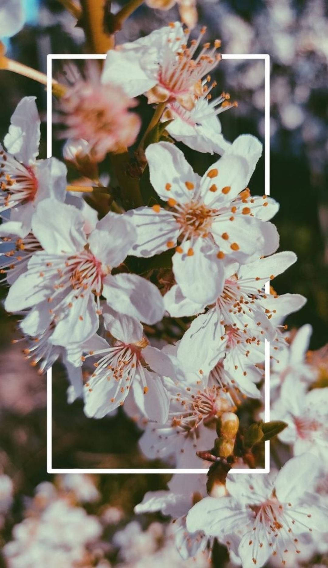 spring flower iphone, white cherry blossoms, pink stamens, HD Phone Wallpaper