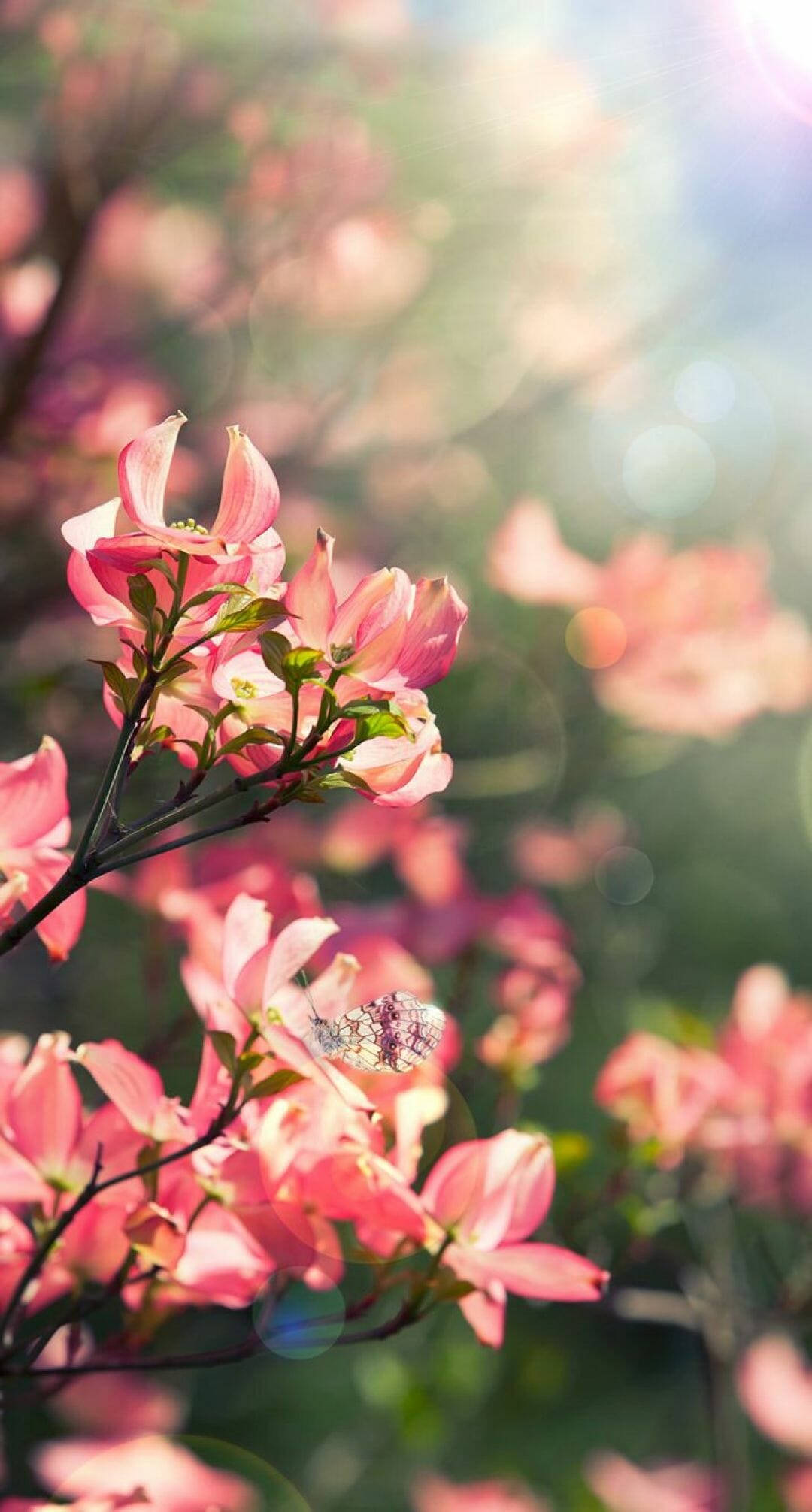 spring flower iphone, butterfly, pink dogwood blossoms, Full HD Phone Wallpaper