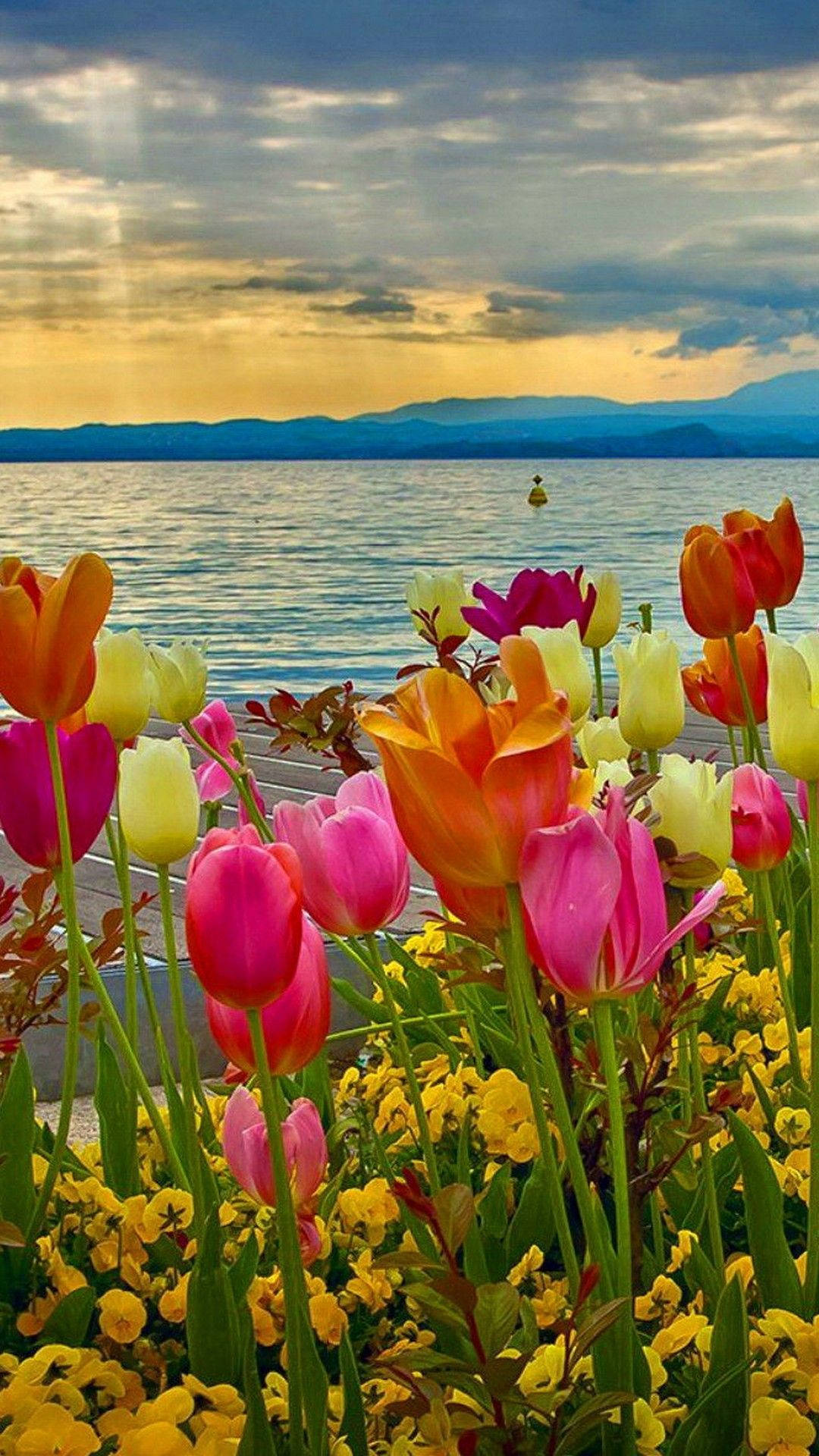 Spring Tulips Flower iPhone, vibrant pink orange and yellow tulips, calm lake, Full HD Phone Wallpaper