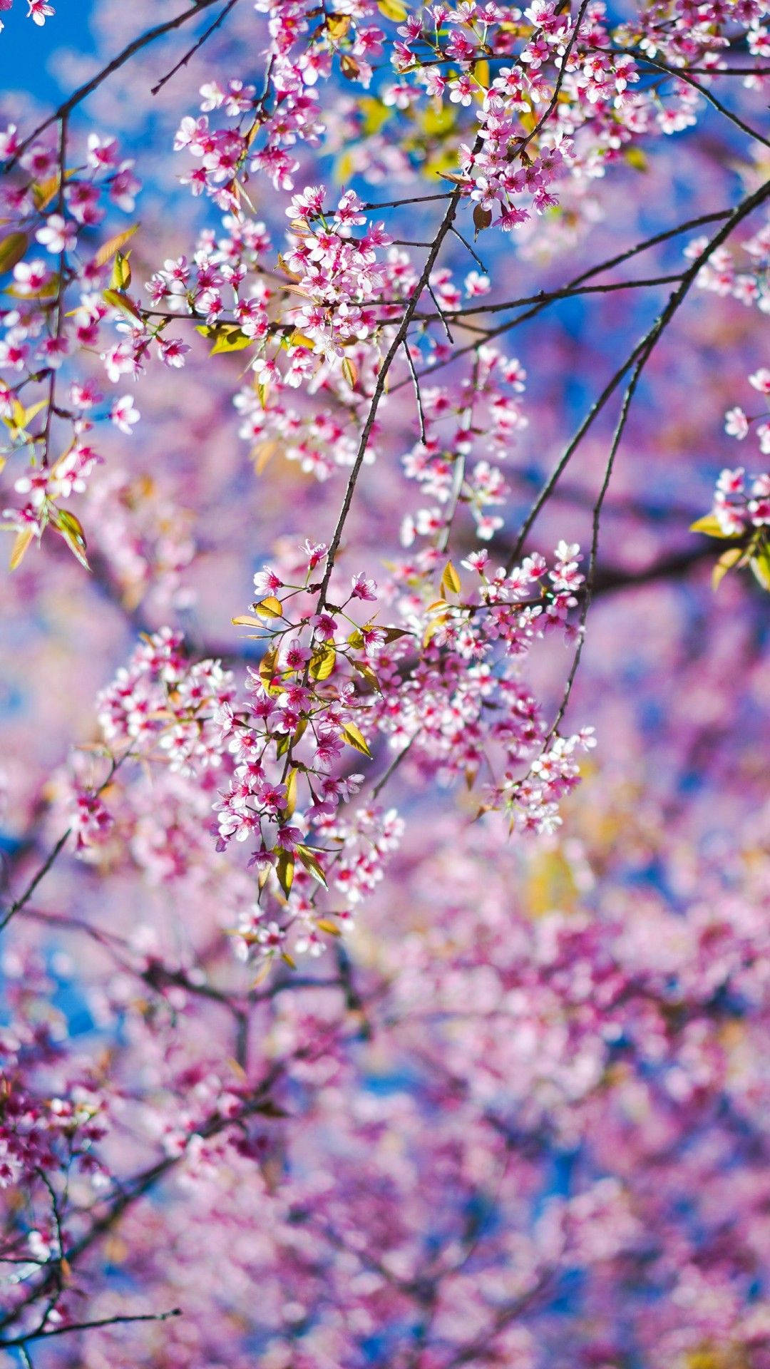Spring Flower iPhone, pink cherry blossoms, dark branches, Full HD Phone Wallpaper