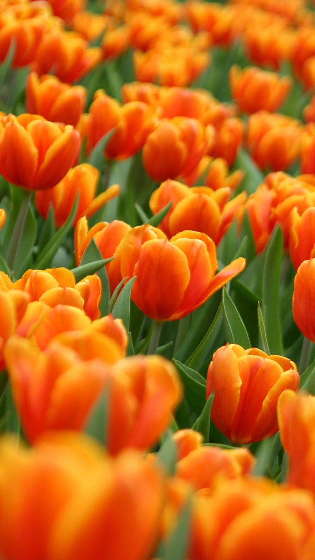 Spring Flower iPhone, orange tulip, lush field, Full HD Phone Wallpaper
