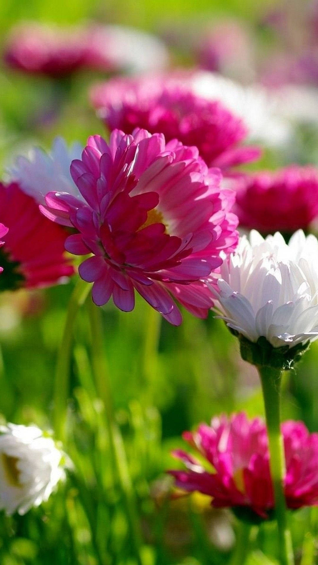 spring flower iphone, pink and white daisies, sunlit field, Full HD Phone Wallpaper