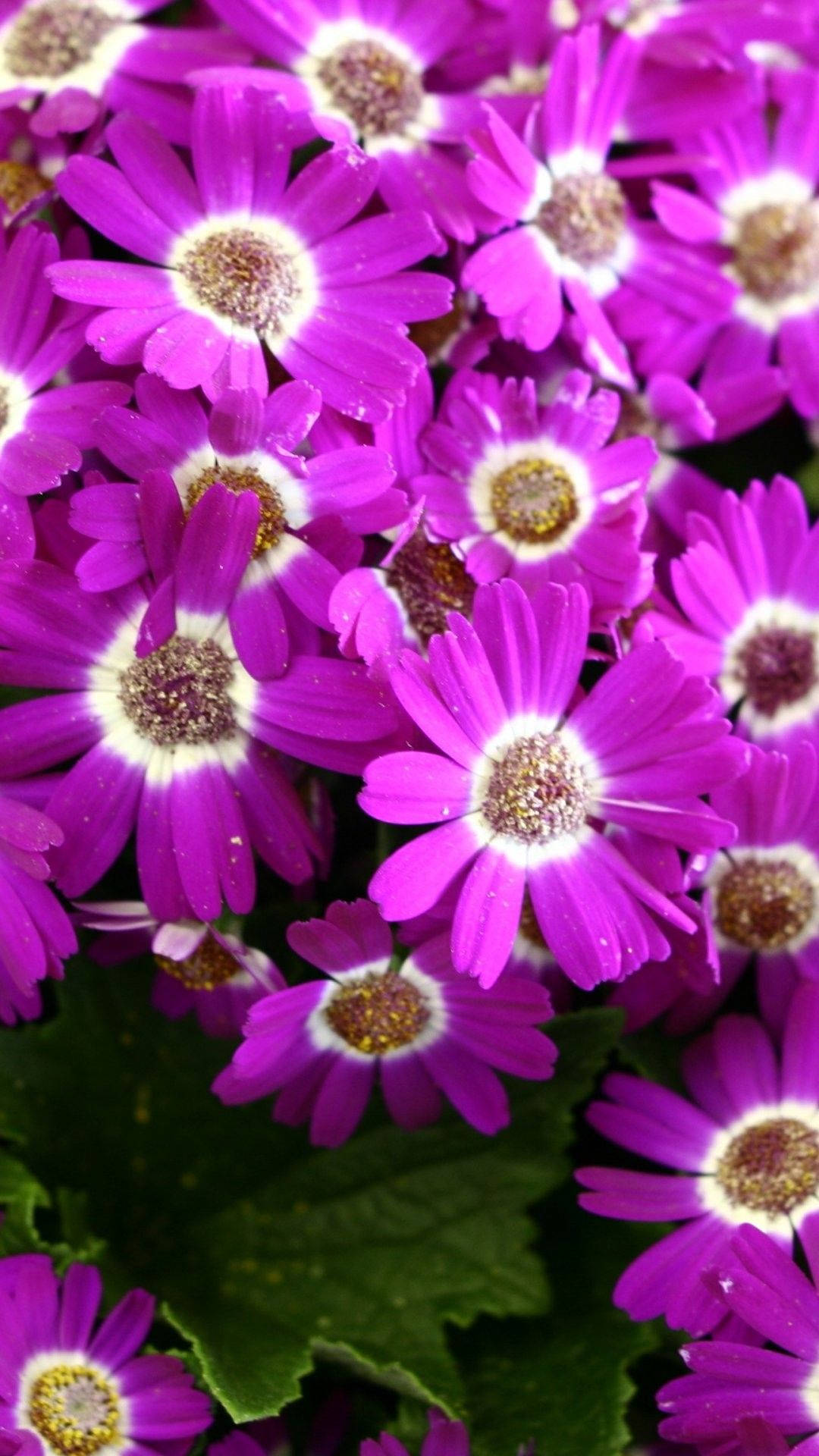 Spring Flower iPhone, vibrant purple flowers, white centers, Full HD Phone Wallpaper