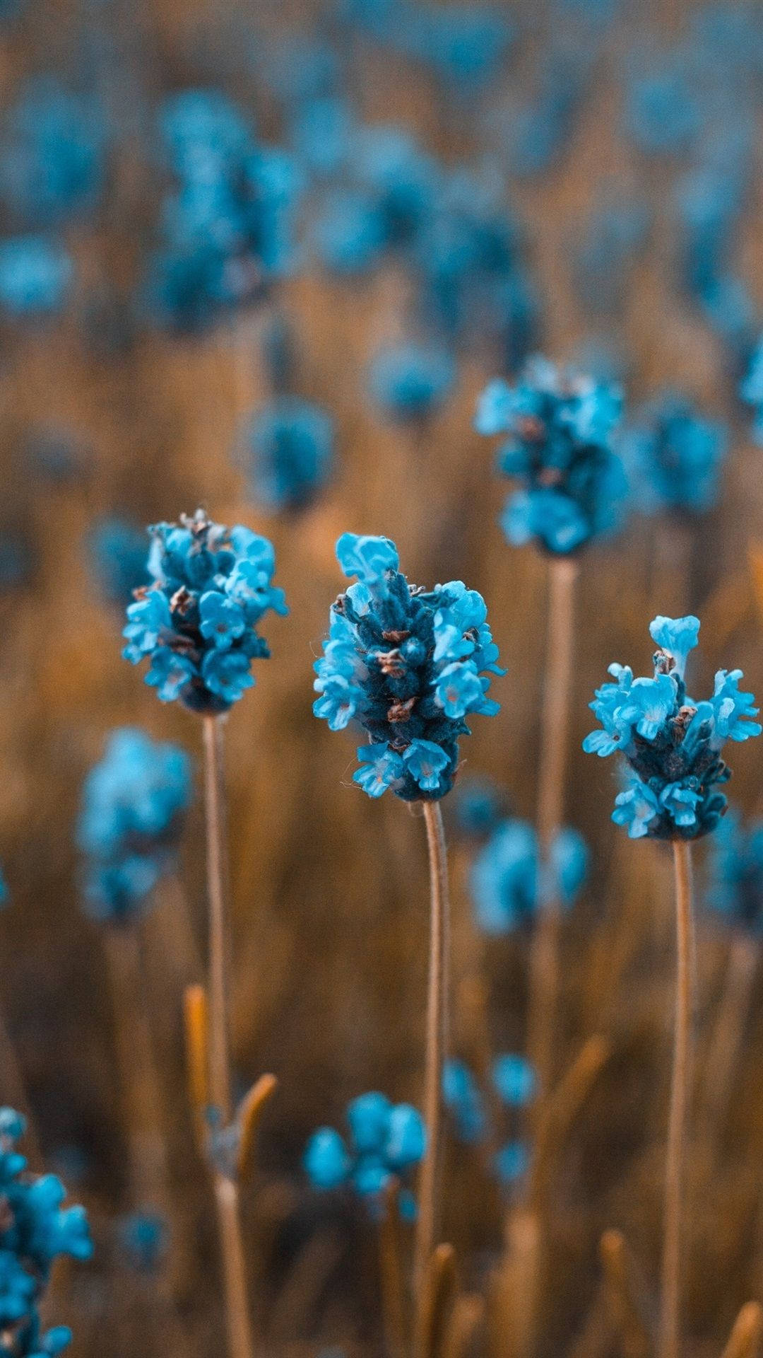 Spring Flower iPhone, blue lavender, golden field, Full HD Phone Wallpaper